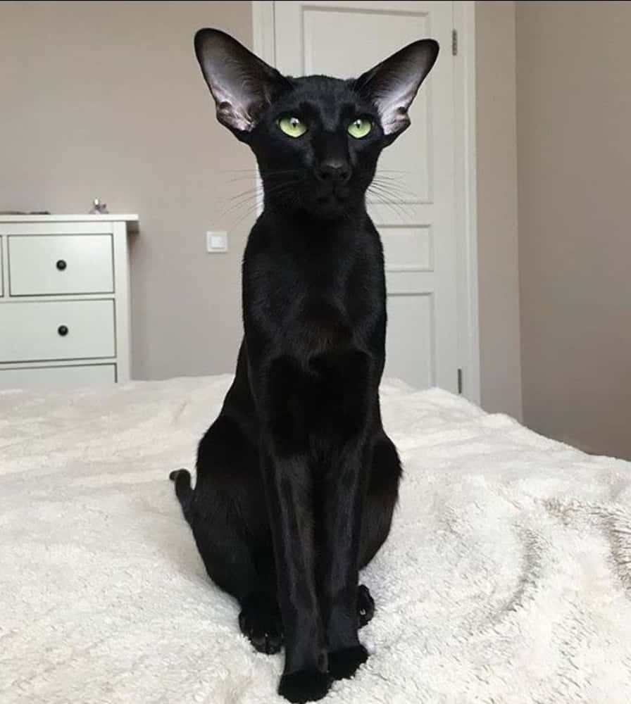 Oriental Shorthair 桌布 壁紙 — 一隻耳朵大、眼睛發出綠光、體態優美的黑貓，在光線柔和的房間裡，直挺挺地坐在一張蓬鬆的白色床上。