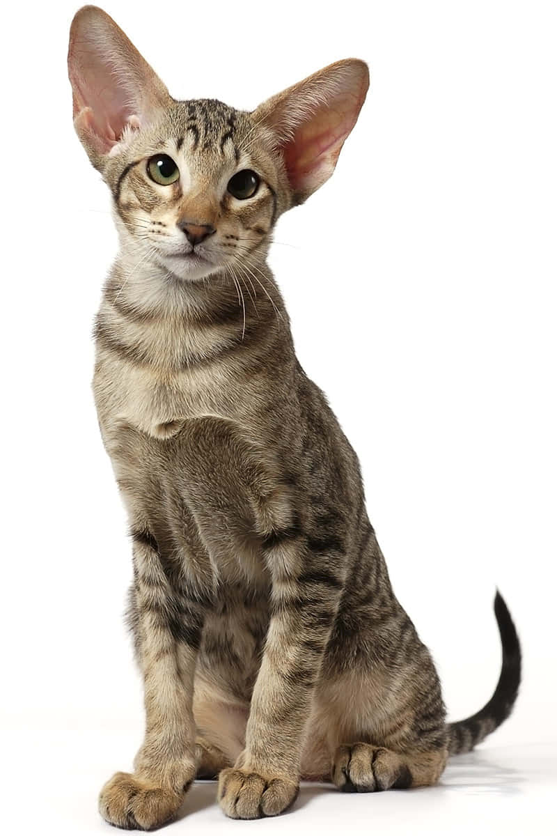 Oriental Shorthair 桌布 壁紙 — 一隻耳朵大、眼睛綠的苗條虎斑貓，在純白背景前優雅地坐著。