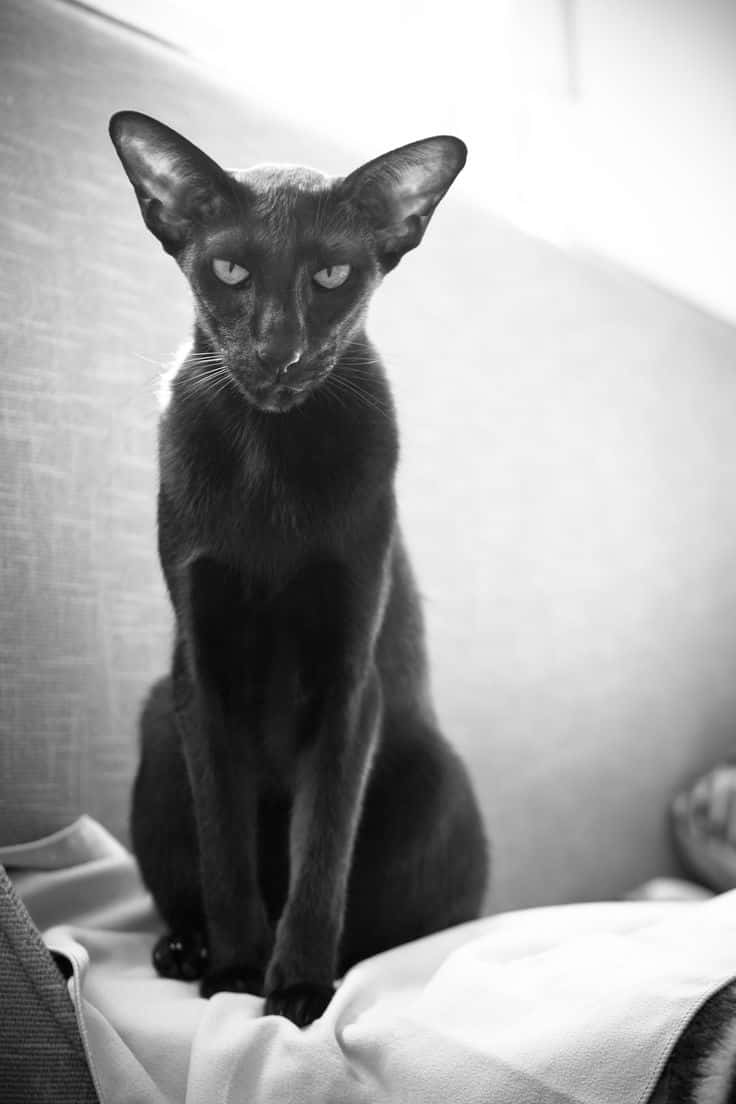 Oriental Shorthair 桌布 壁紙 — 一隻耳朵大的光滑黑貓坐在有紋理的毯子上，在單色肖像中專注地凝視著相機。