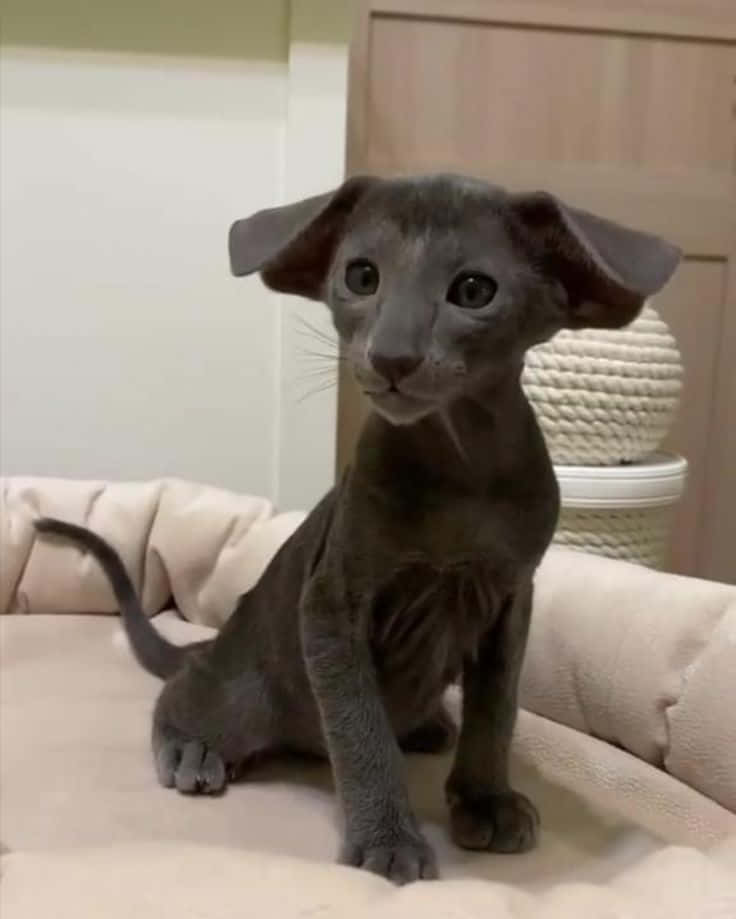 Oriental Shorthair 桌布 壁紙 — 一隻耳朵大的灰色小貓警覺地坐在室內的米色墊子上。