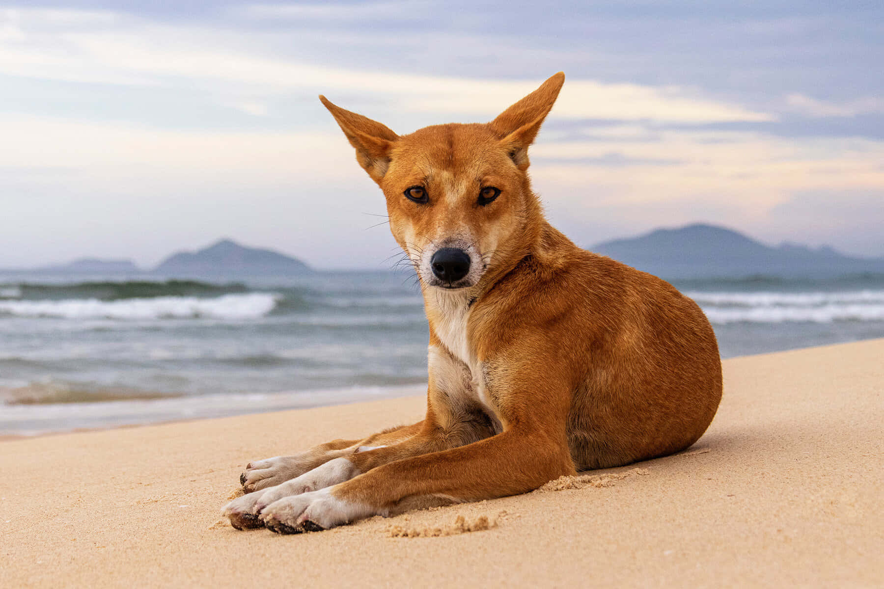 動物 桌布 壁紙 — 一隻耳朵警覺的澳洲野狗平靜地坐在金色沙灘上，溫柔的海浪在柔和暮色天空下緩緩湧來。