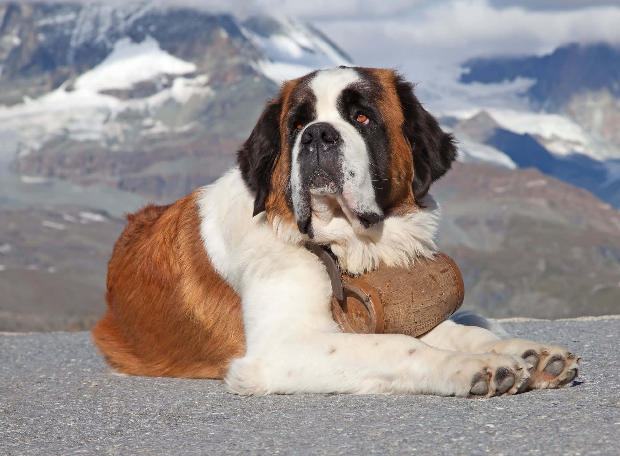 Dogs 桌布 壁紙 — 一隻聖伯納犬在岩石山頂上平靜地休息，背景是白雪覆蓋的山峰。