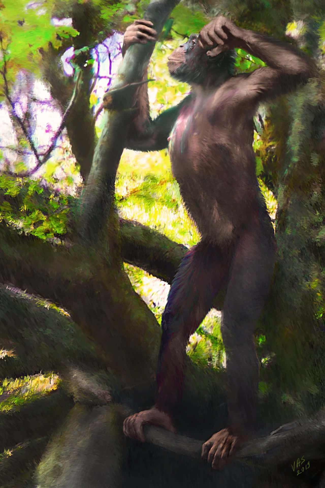 Ape 桌布 壁紙 — 一隻肌肉發達、毛色深黑的猿猴緊抓著陽光普照的森林中長滿苔蘚的樹幹，一隻手向上伸展，另一隻手抓著樹枝。