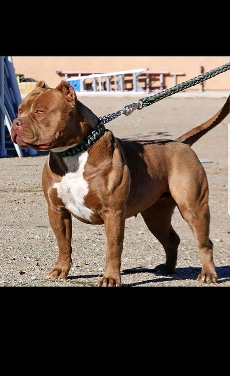狗 桌布 壁紙 — 一隻肌肉發達的棕白色比特犬在陽光普照的碎石地上警覺地站著，身後有野餐桌，並繫著狗繩。