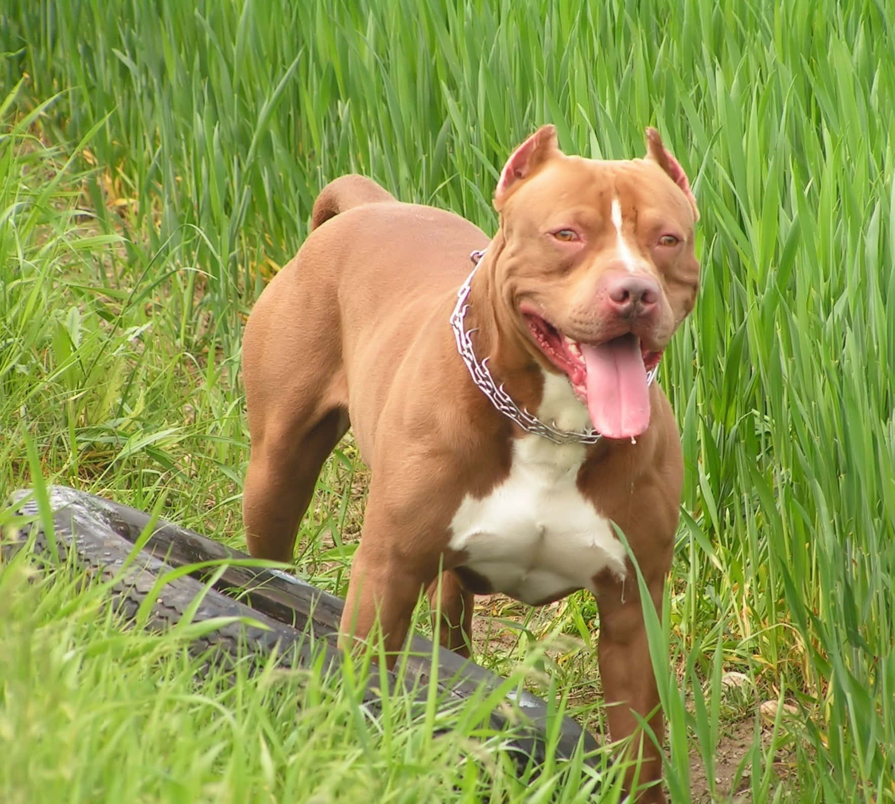 Pitbull 桌布 壁紙 — 一隻肌肉發達的棕白色比特犬戴著鏈條項圈，在輪胎旁高高的綠草中快樂地喘氣。
