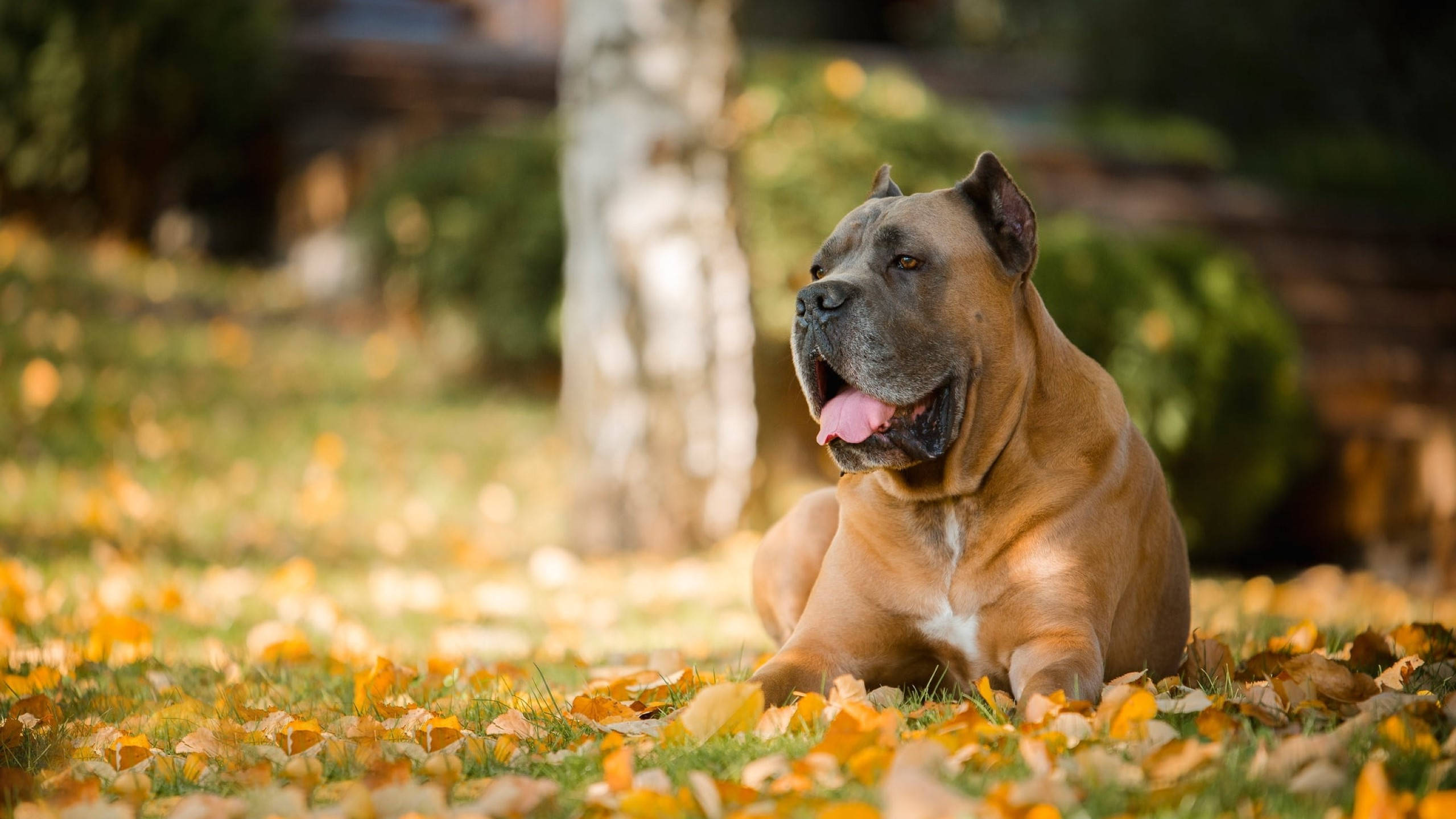 卡斯羅犬 桌布 壁紙 — 一隻肌肉發達的棕色狗在陽光普照、鋪滿金色秋葉的田野裡快樂地躺著。
