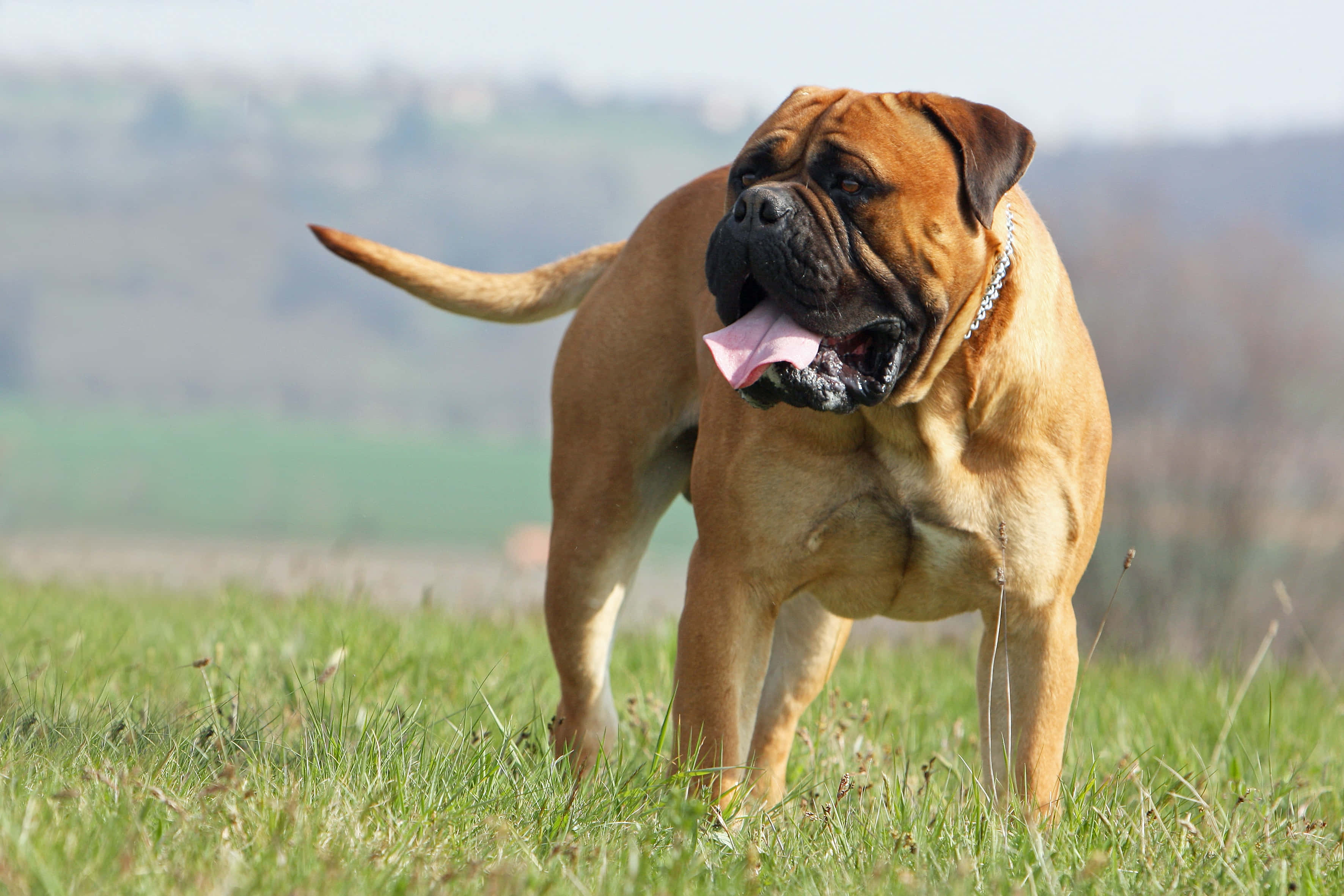 English Mastiff 桌布 壁紙 — 一隻肌肉發達的棕色鬥牛獒站在陽光明媚的草地上喘氣，背景是模糊的鄉村景色。