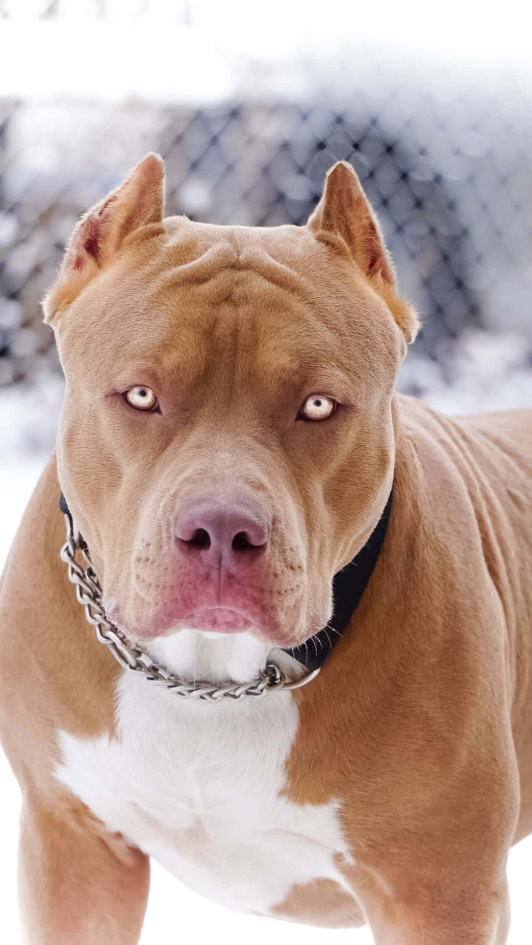 狗 桌布 壁紙 — 一隻肌肉發達的棕褐色比特犬，白色胸口，戴著鏈條項圈，在雪地戶外環境中專注地凝視鏡頭。