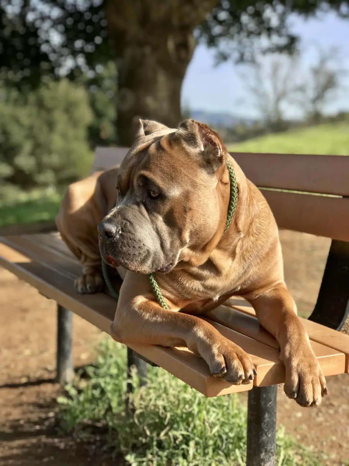 卡斯羅犬 桌布 壁紙 — 一隻肌肉發達的棕褐色狗，戴著綠色繩索項圈，在斑駁的陽光下威風凜凜地躺在公園的木長椅上。
