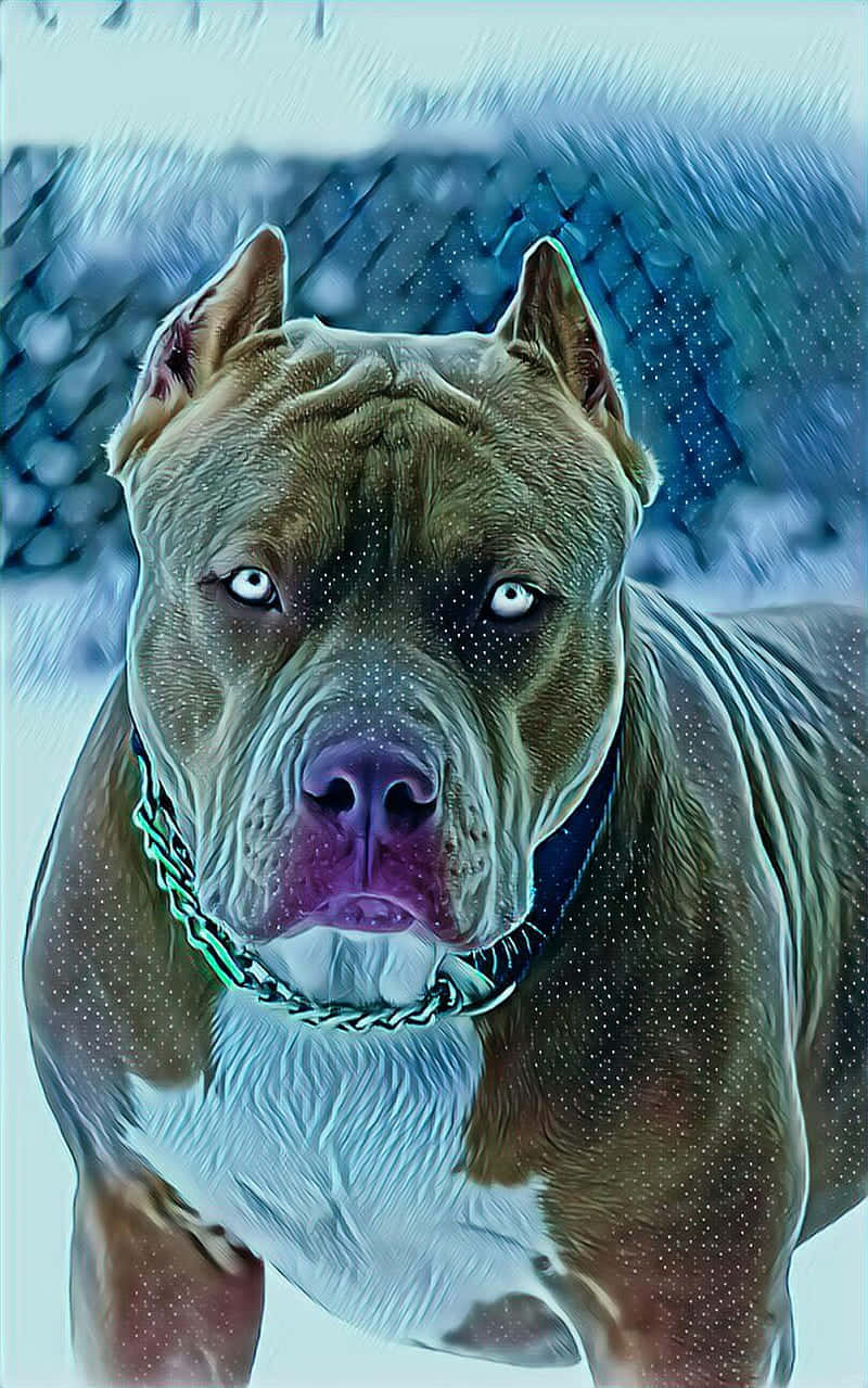 狗 桌布 壁紙 — 一隻肌肉發達的比特犬，有著強烈的藍色眼睛，戴著鏈條項圈，在雪白的鐵絲網圍欄背景下向前凝視。