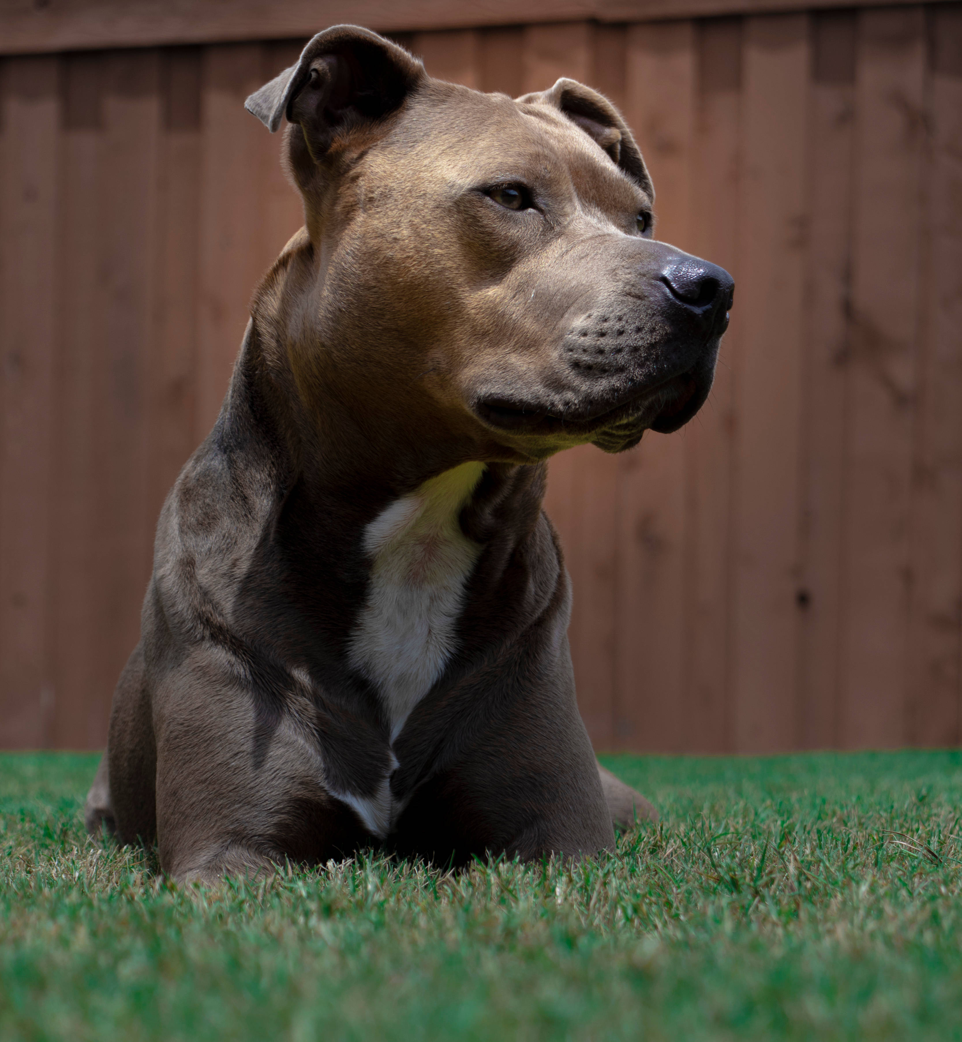 Pitbull 桌布 壁紙 — 一隻肌肉發達的比特犬，毛色棕白相間，平靜地坐在鮮綠的草地上，背景是木柵欄。