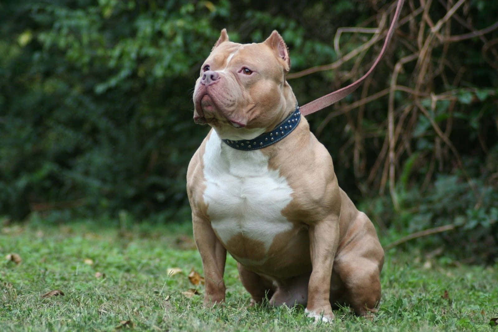 狗 桌布 壁紙 — 一隻肌肉發達的比特犬，毛色為棕褐色和白色，警覺地坐在草地上，戴著鉚釘項圈，牽繩拖在後面。