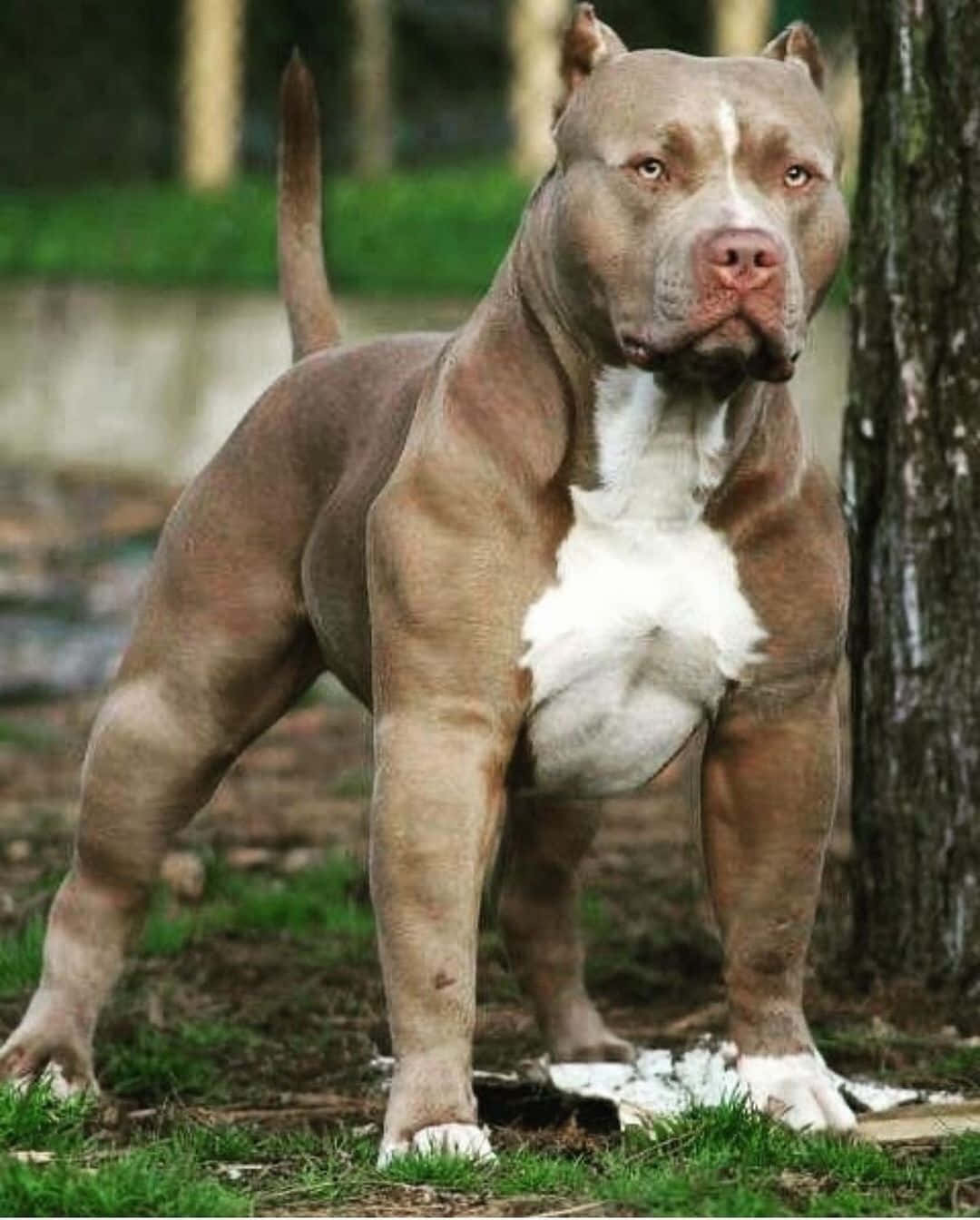 狗 桌布 壁紙 — 一隻肌肉發達的比特犬在森林空地警覺地站著，後面有綠色草和樹木。