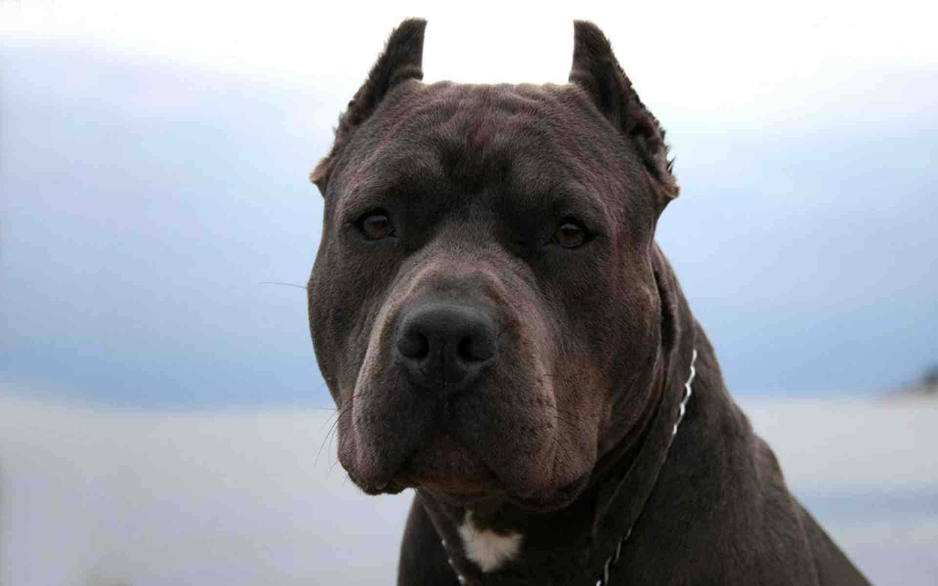 Black Pitbull 桌布 壁紙 — 一隻肌肉發達的深灰色狗，豎起耳朵，胸前有白色斑塊，在模糊的天空背景下專注地凝視的特寫。