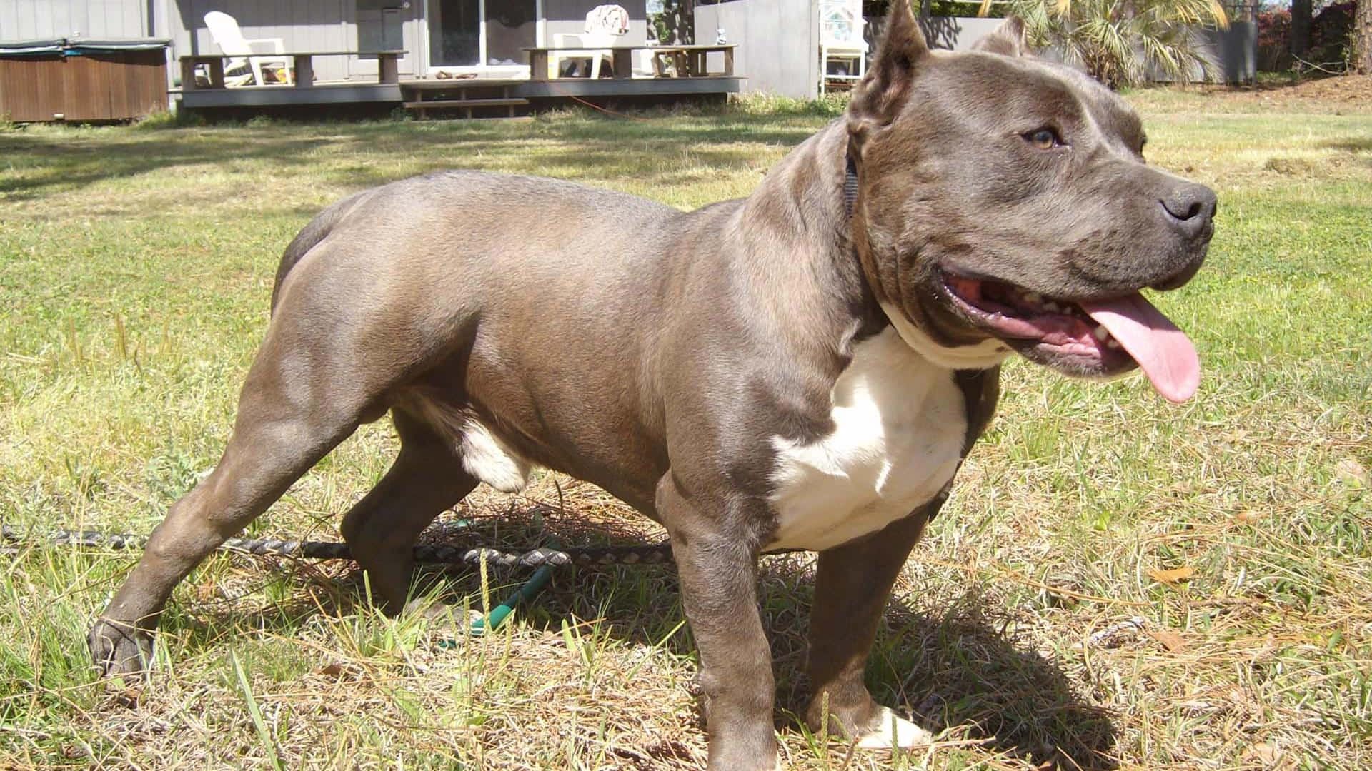 狗 桌布 壁紙 — 一隻肌肉發達的灰色比特犬，白色胸部，在陽光明媚的後院乾草上快樂地喘氣。