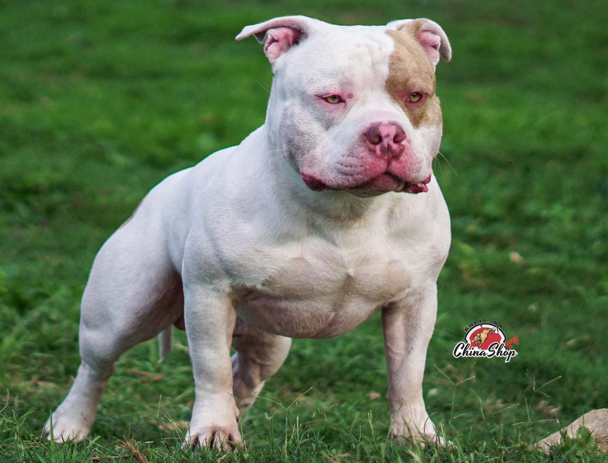 Bully Dog 桌布 壁紙 — 一隻肌肉發達的白色和棕褐色美國惡霸犬，在充滿活力的綠色草地上警覺地站立，目光專注。