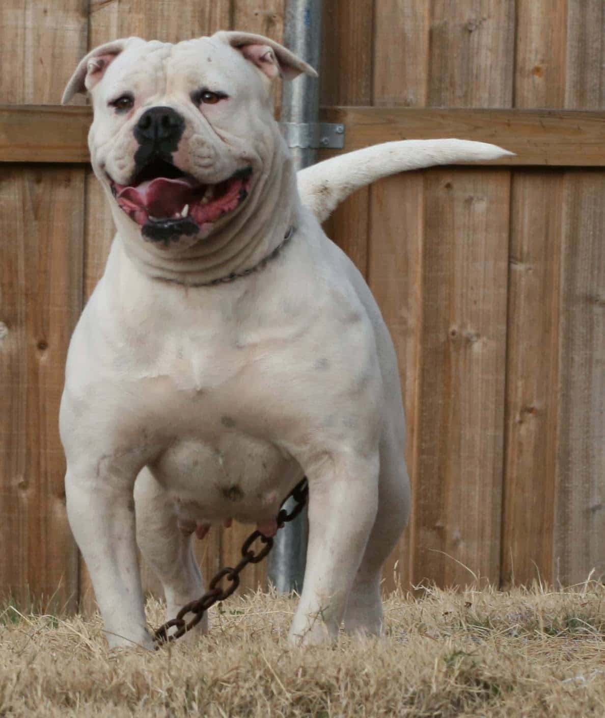 Bulldog 桌布 壁紙 — 一隻肌肉發達的白色美國惡霸犬，黑色鼻子和鏈條牽繩，在木柵欄前的乾草地上警覺地站立。