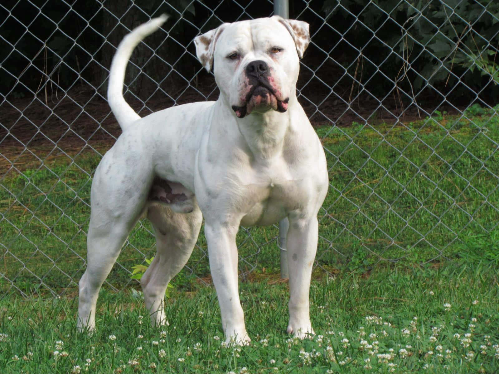 Bulldog 桌布 壁紙 — 一隻肌肉發達的白色美國惡霸犬在鐵絲網圍欄後的草地上警覺地站立。