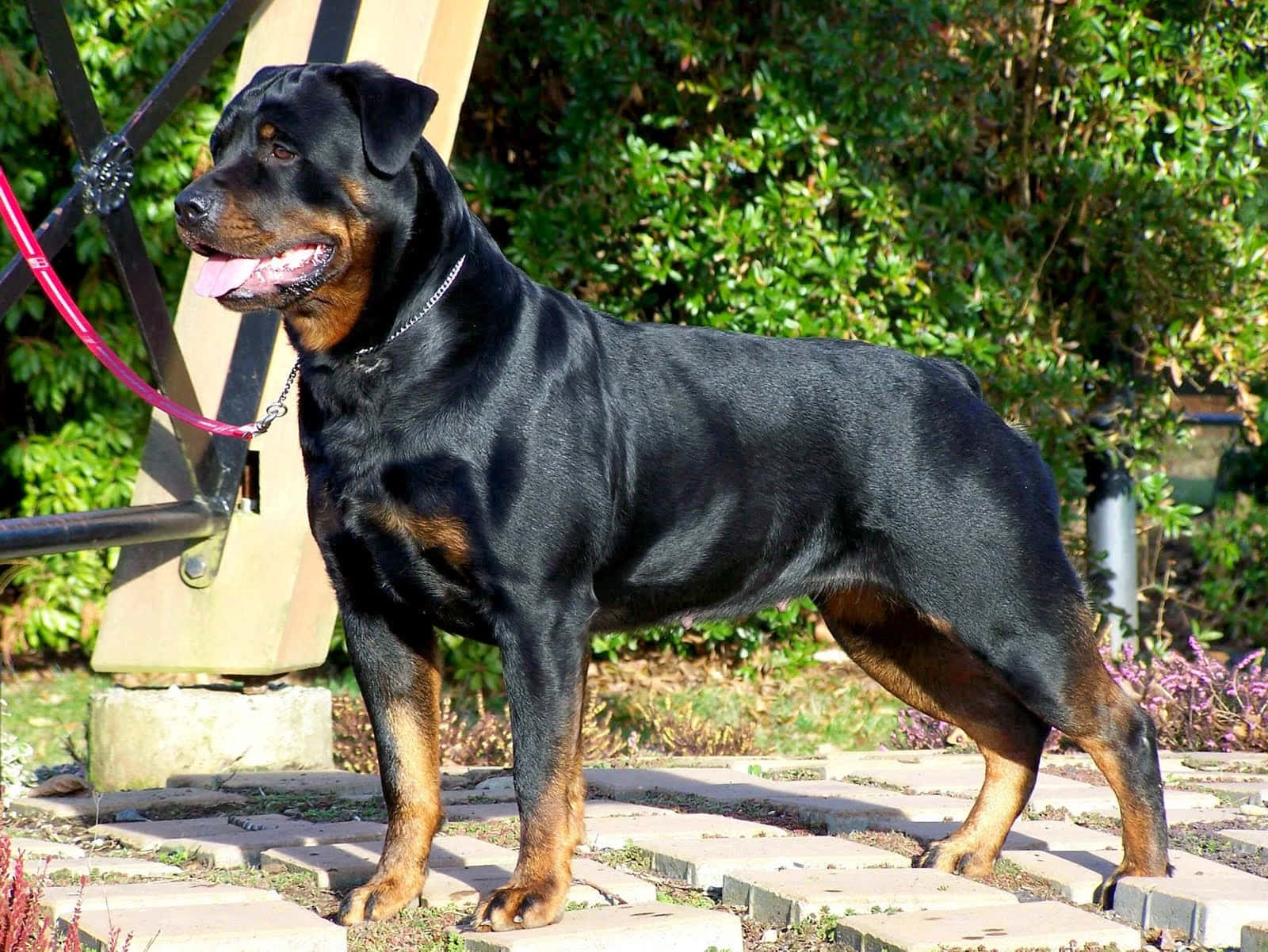羅威那犬 桌布 壁紙 — 一隻肌肉發達的羅威那犬在明亮的陽光下警覺地站在石徑上，身後是茂密的綠色灌木叢。