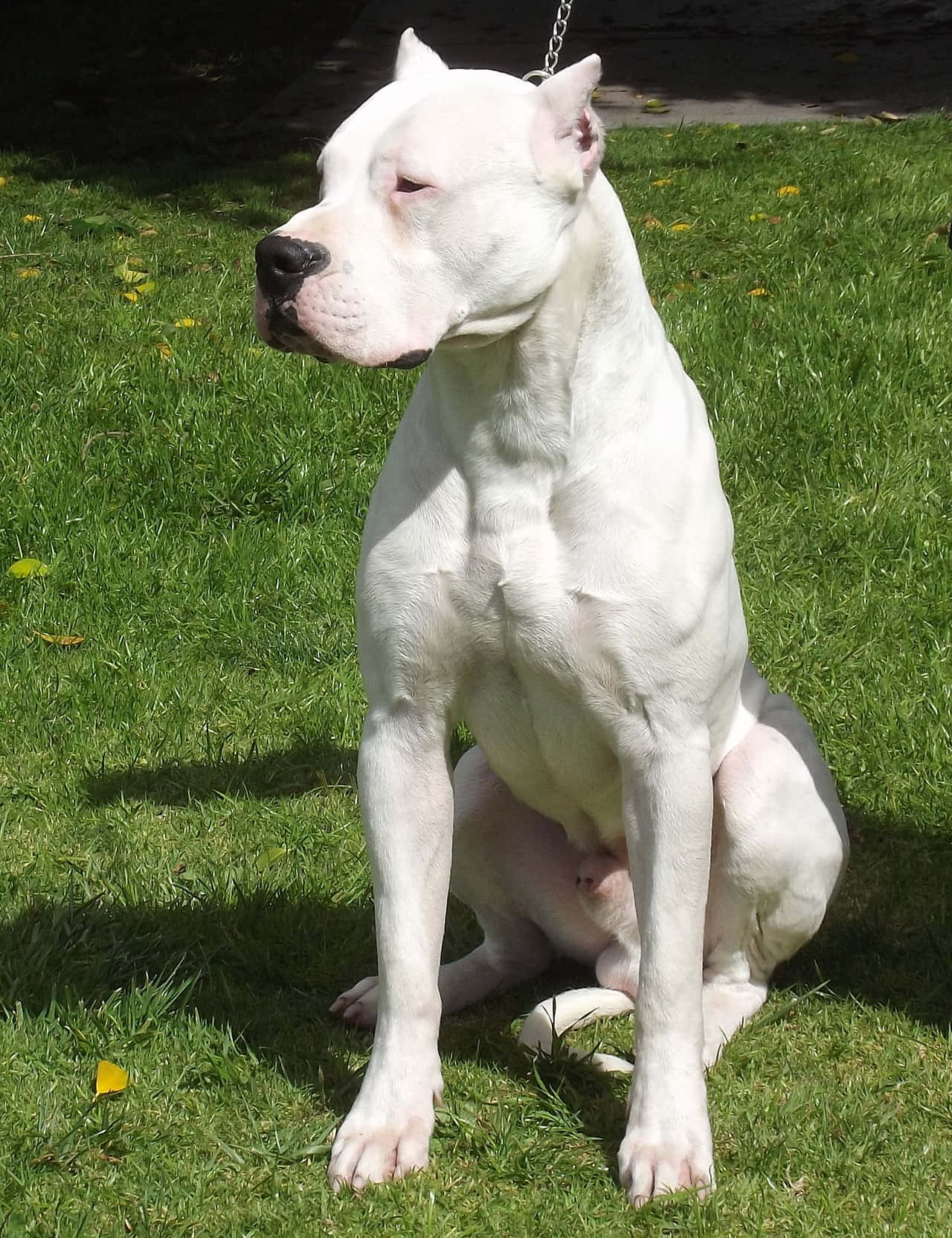 Dogo Argentino 桌布 壁紙 — 一隻肌肉發達的雄偉白狗在明亮的陽光下警覺地坐在充滿活力的綠草上。