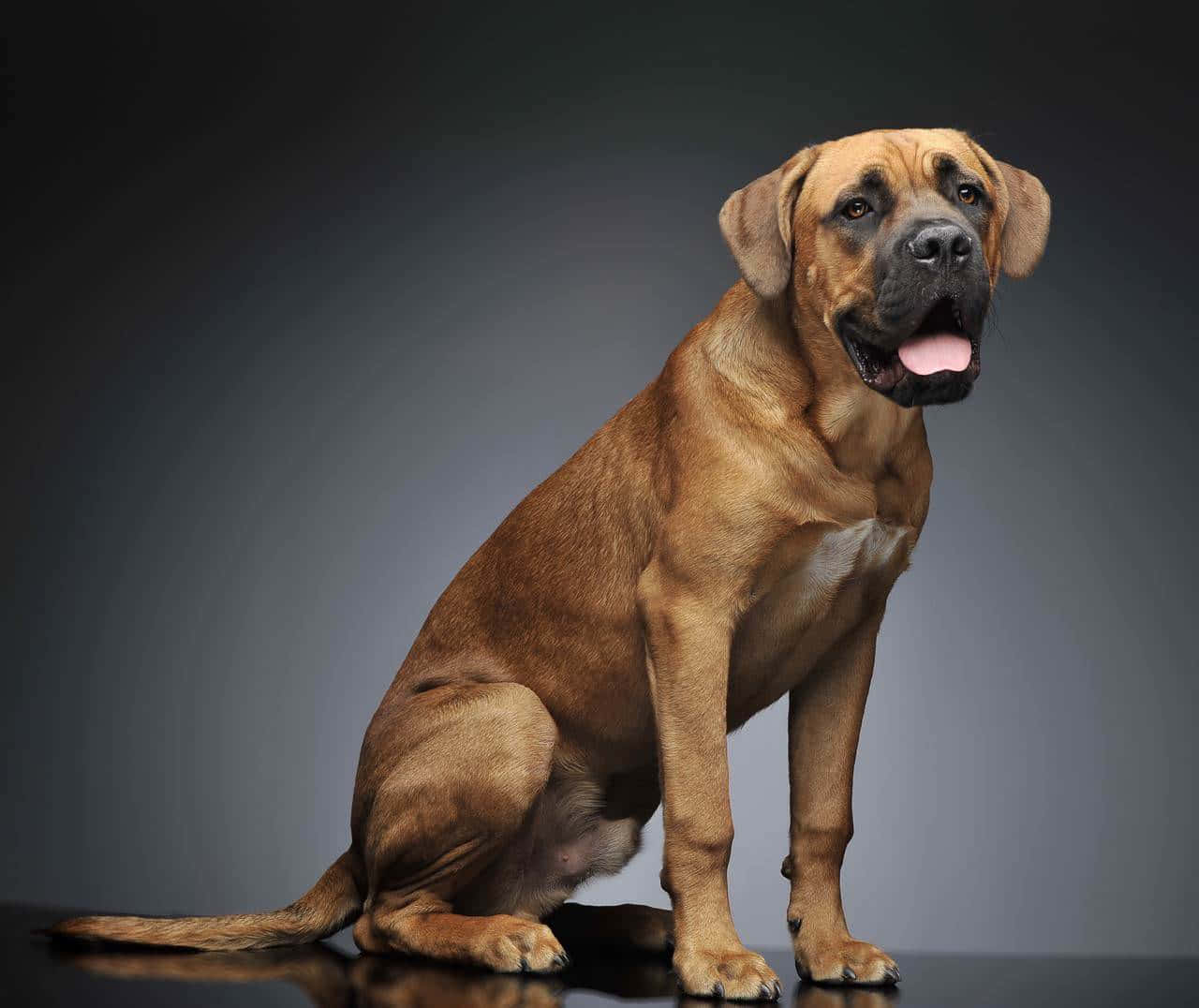 卡斯羅犬 桌布 壁紙 — 一隻肌肉發達的黃褐色狗，黑色口鼻，警覺地坐在反射表面上，背景是深色漸變。
