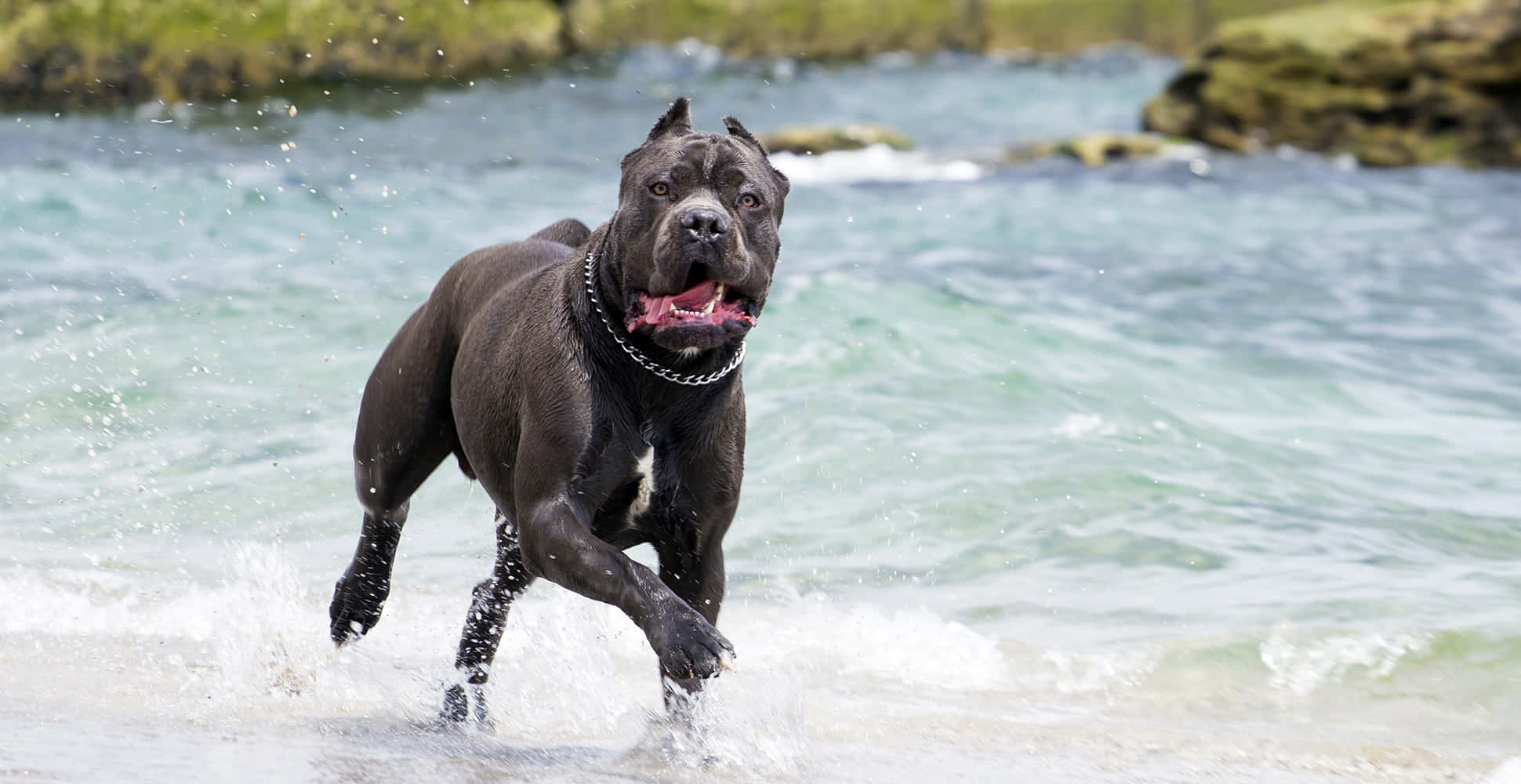 卡斯羅犬 桌布 壁紙 — 一隻肌肉發達的黑狗快樂地跑過淺海波浪，水花在牠的爪子周圍飛濺。