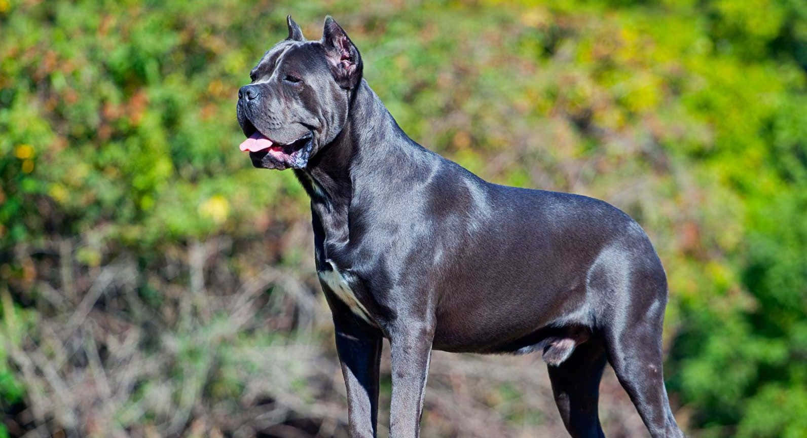卡斯羅犬 桌布 壁紙 — 一隻肌肉發達的黑色卡斯羅犬在陽光普照、綠黃葉叢生的田野中警覺地站立。