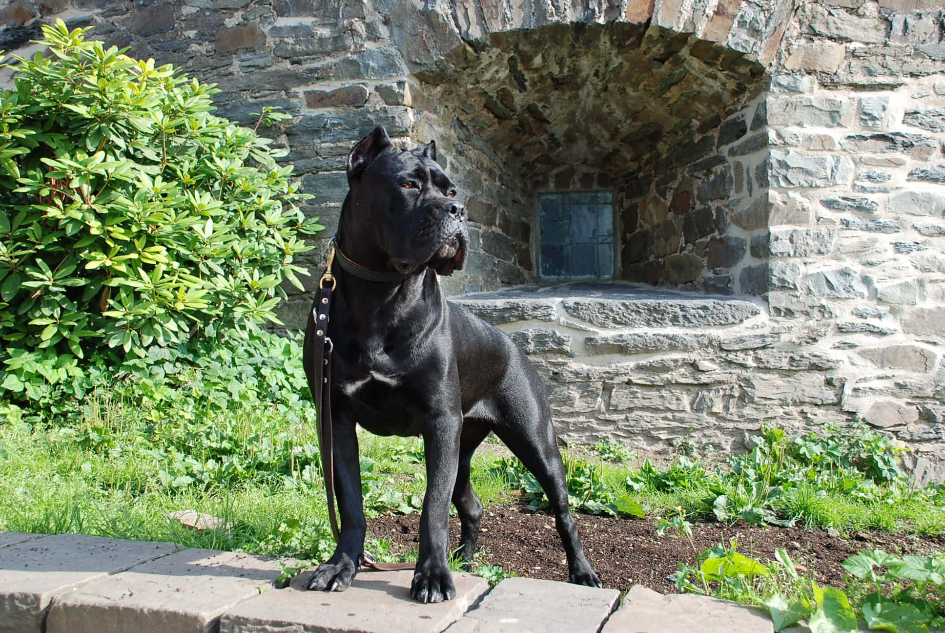 卡斯羅犬 桌布 壁紙 — 一隻肌肉發達的黑色卡斯羅犬警覺地站在石階上，背景是質樸的石牆和茂密的綠色植物。