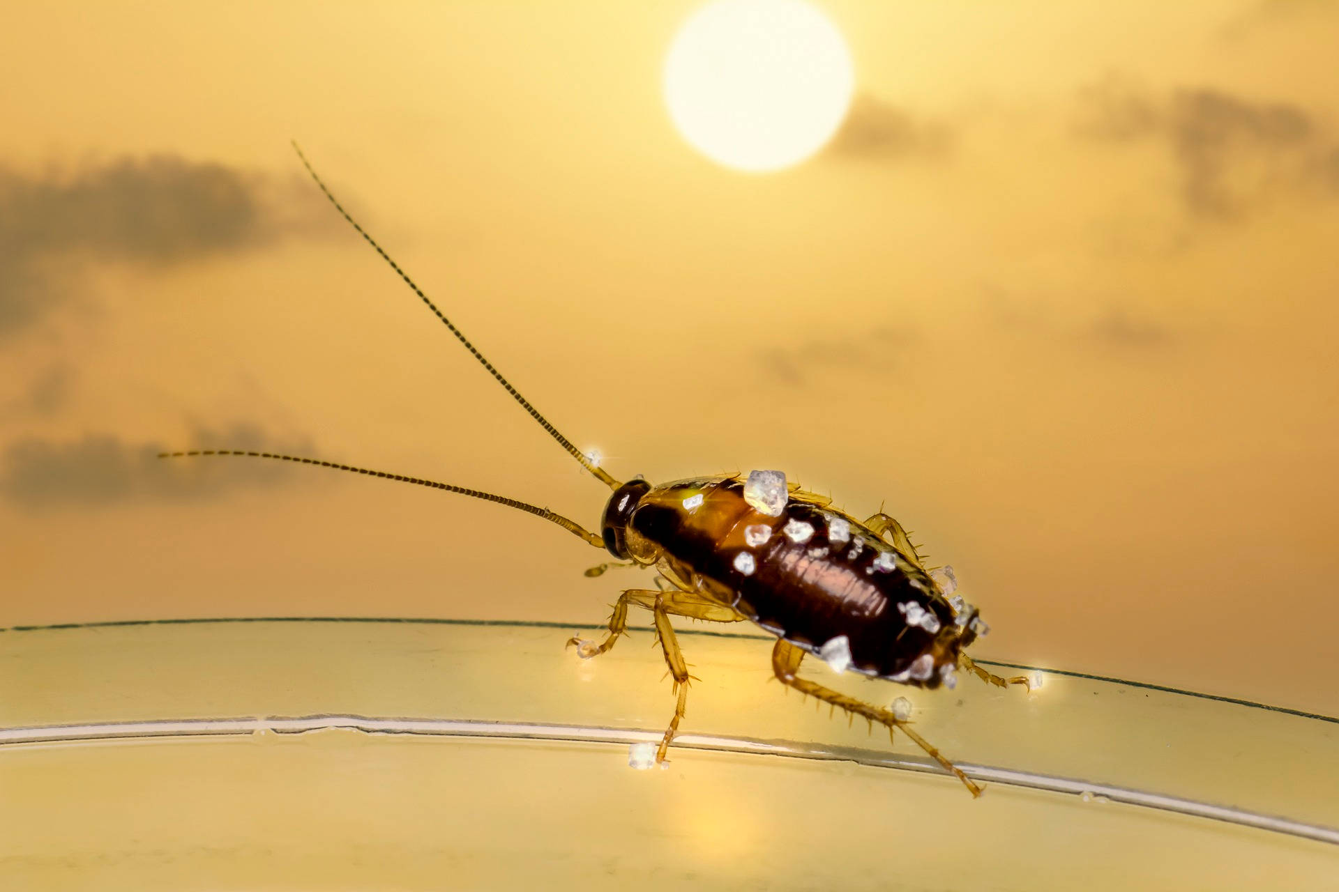 Cockroach 桌布 壁紙 — 一隻背部帶有閃閃發光白色斑點的蟑螂，棲息在彎曲的玻璃表面上，背景是溫暖的金色日落天空的特寫。