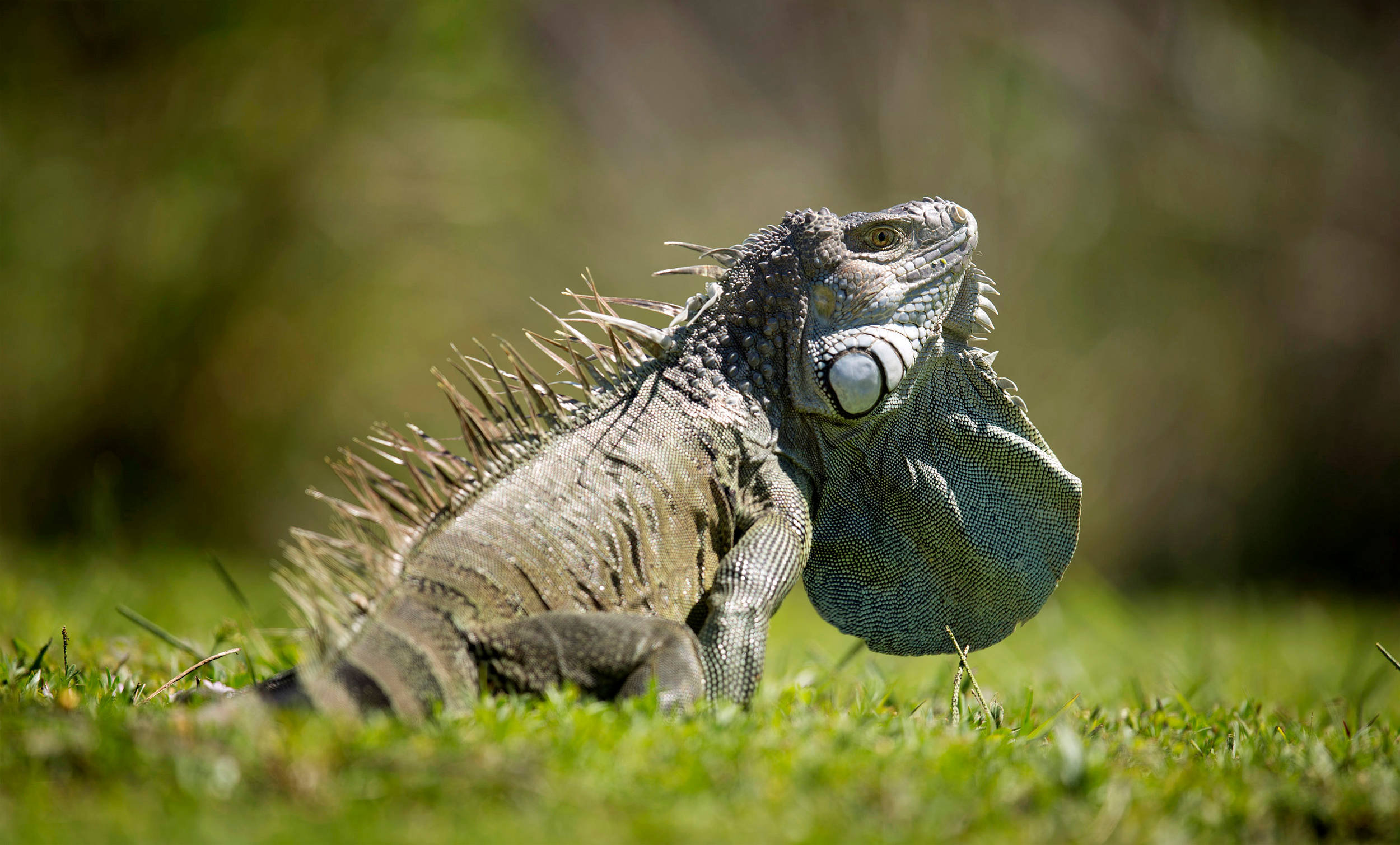 reptile 桌布 壁紙 — 一隻背部有刺、喉嚨鼓起的綠色鬣蜥，在明亮的陽光下警覺地坐在鮮豔的草地上。