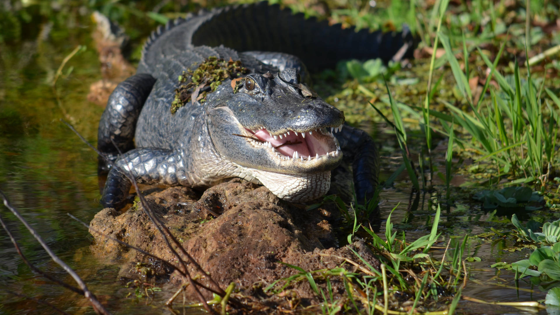 Alligator 桌布 壁紙 — 一隻背部長滿苔蘚的大短吻鱷在淺水中張開嘴巴曬太陽，周圍是綠草。