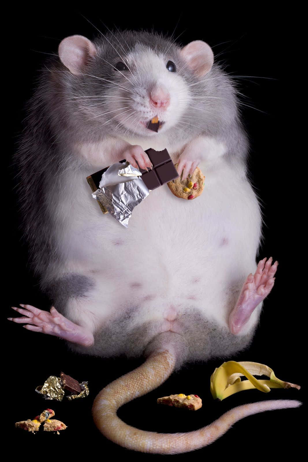動物 桌布 壁紙 — 一隻胖嘟嘟的灰白色老鼠在黑色背景前坐直，開心地吃著巧克力和餅乾，周圍散落著零食。
