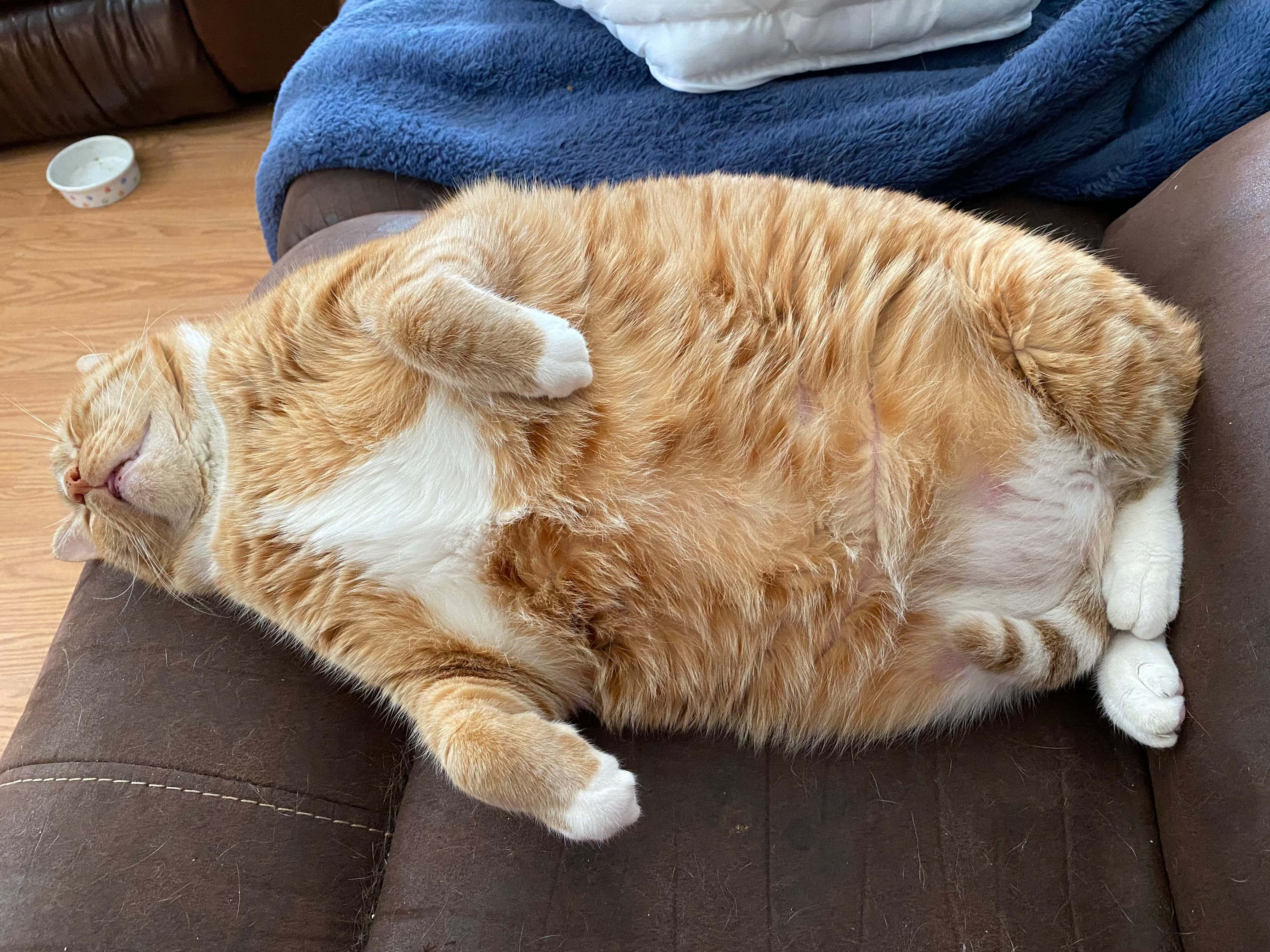 Fat Cat 桌布 壁紙 — 一隻胖胖的橙色虎斑貓在棕色沙發上仰臥，白色爪子向上，幸福地睡著。