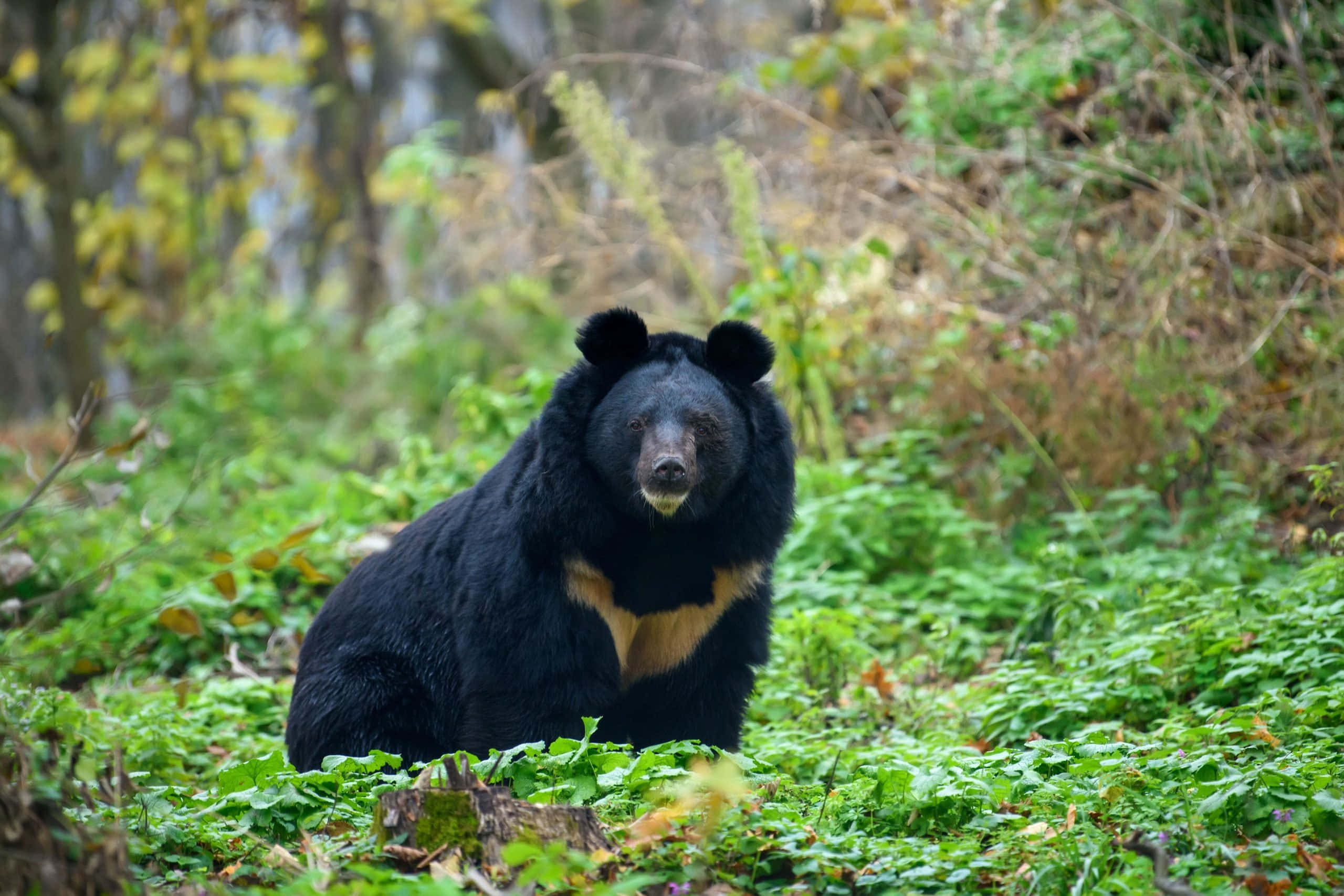 動物 桌布 壁紙 — 一隻胸前呈淺棕色的黑熊在柔和自然光下，警覺地坐在茂密的綠色森林中。