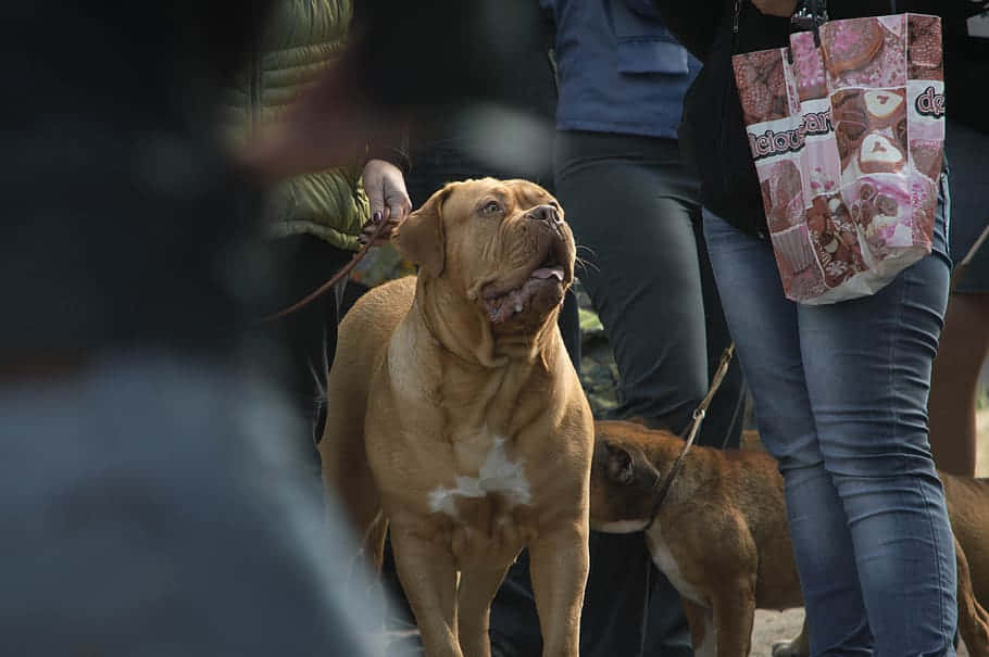 狗 桌布 壁紙 — 一隻胸前白色的大型黃褐色狗在公共場所中警覺地牽著狗繩站在人群中。