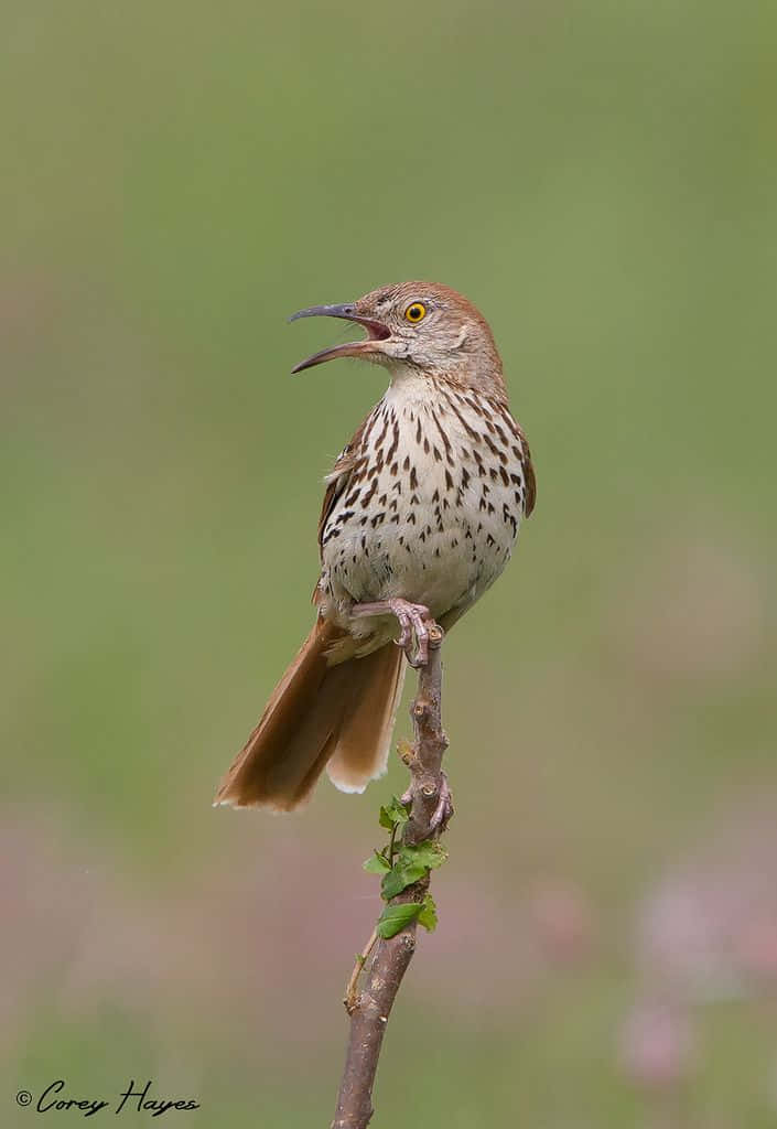 Brown Thrasher 桌布 壁紙 — 一隻胸部有斑點的棕色反舌鳥棲息在樹枝上，對著柔和的綠色模糊背景歌唱。