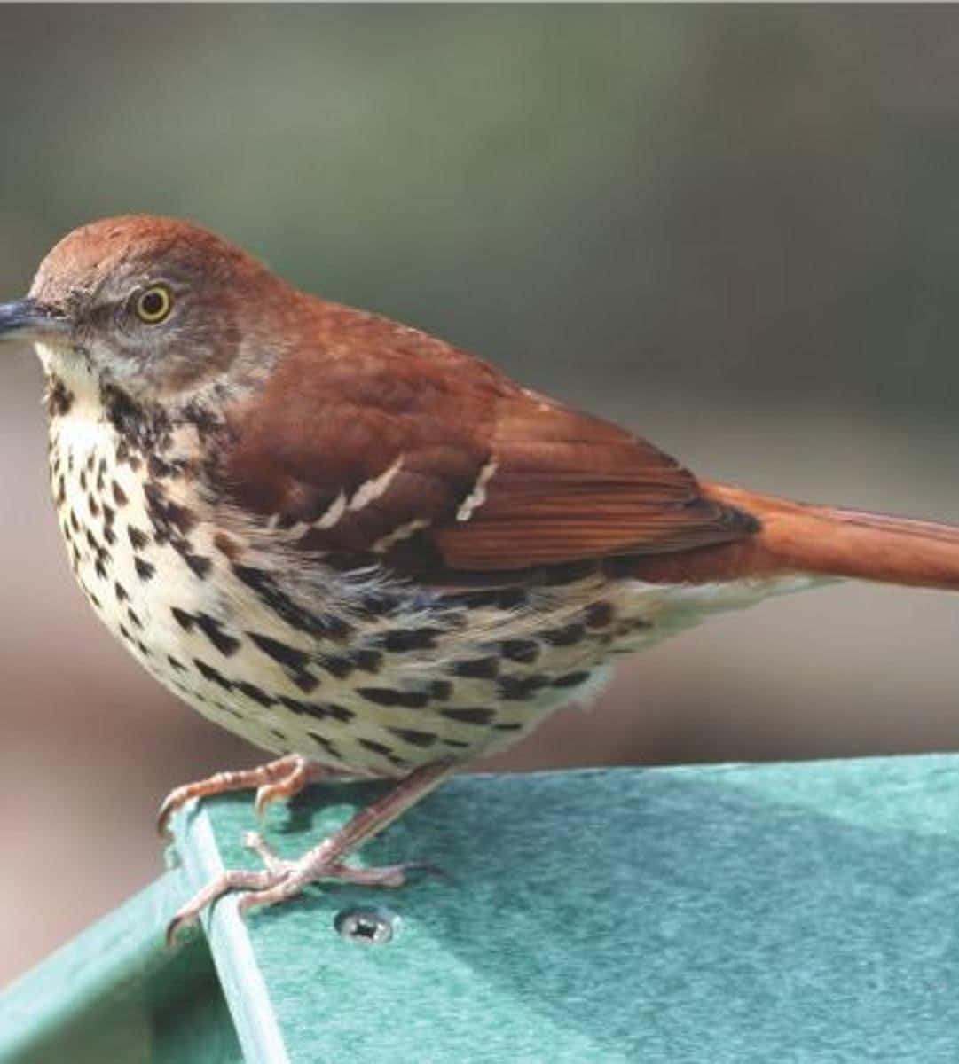 Brown Thrasher 桌布 壁紙 — 一隻胸部有斑點的棕色鳥棲息在綠色餵食器上，背景是模糊的自然景色，特寫鏡頭。