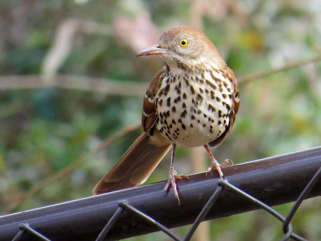 Brown Thrasher 桌布 壁紙 — 一隻胸部有斑點的棕色鳥警覺地棲息在深色鐵絲網圍欄上，背景是模糊的綠色樹葉。