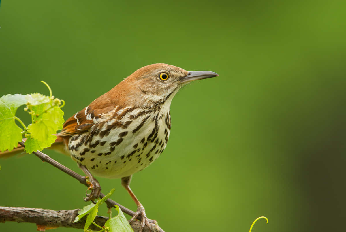 Brown Thrasher 桌布 壁紙 — 一隻胸部有斑點的褐矢嘲鶇棲息在充滿活力的綠色樹葉中的樹枝上。