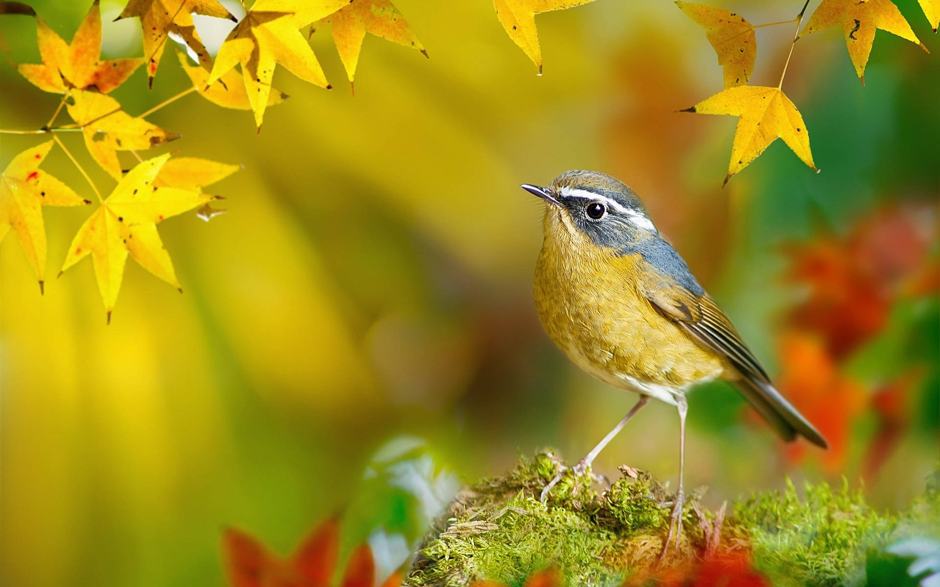 Yellow Bird 桌布 壁紙 — 一隻胸部黃色、背部藍灰色的小鳥棲息在長滿苔蘚的岩石上，下方是鮮豔的黃色秋葉。