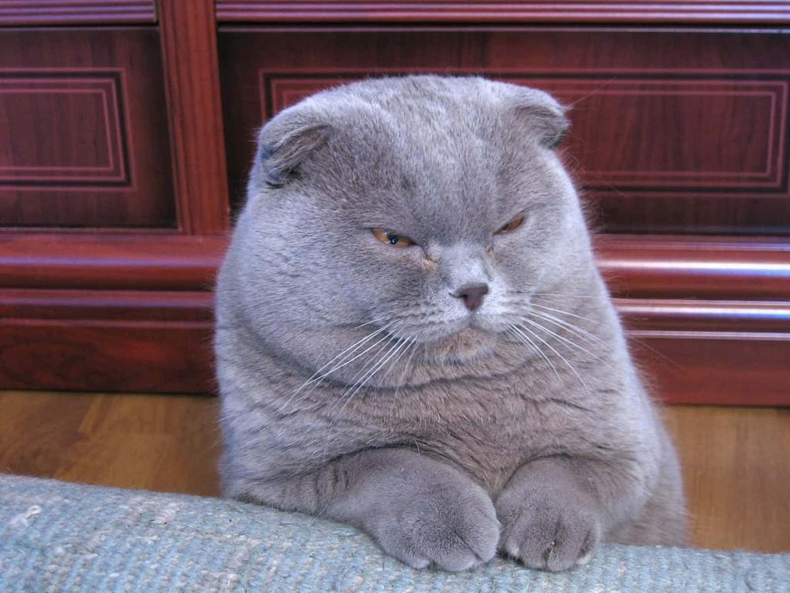 Grumpy Cat 桌布 壁紙 — 一隻脾氣暴躁的灰色蘇格蘭摺耳貓，耳朵摺疊，盤腿坐在藍色紋理靠墊上，背景是深色木櫃。