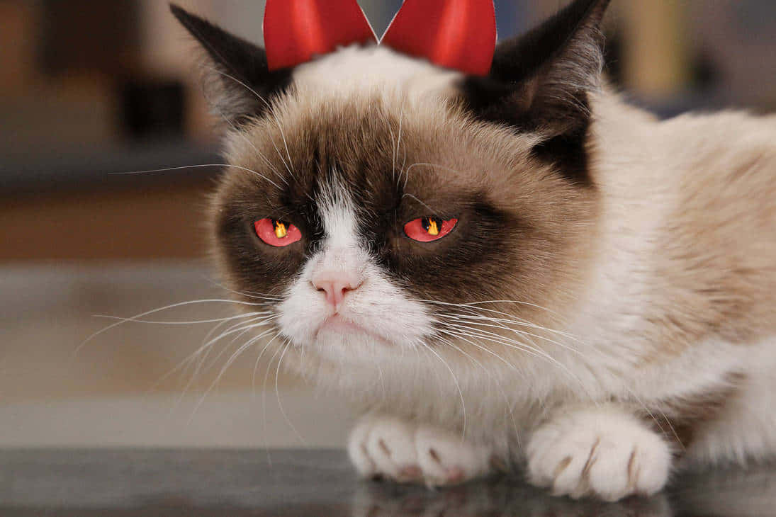 Grumpy Cat 桌布 壁紙 — 一隻脾氣暴躁的貓，有著紅色發光的眼睛和紅色惡魔角，正凝視著相機。