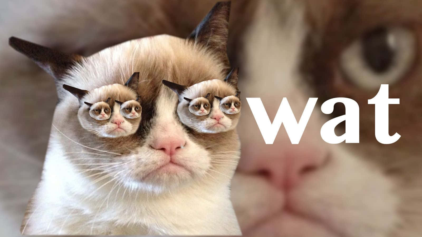 Cute Animal Memes 桌布 壁紙 — 一隻脾氣暴躁的貓，眼睛上有兩隻小脾氣暴躁的貓，並疊加了 wat 這個詞。