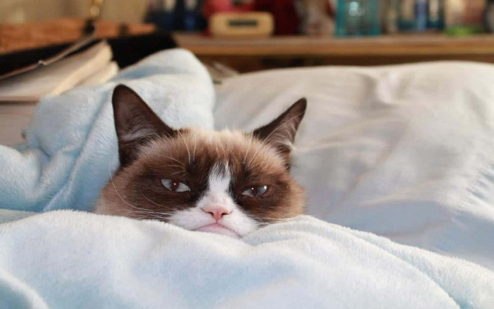 Grumpy Cat 桌布 壁紙 — 一隻脾氣暴躁的貓咪，毛色棕白相間，從床上柔軟的藍色毯子下探出頭來。