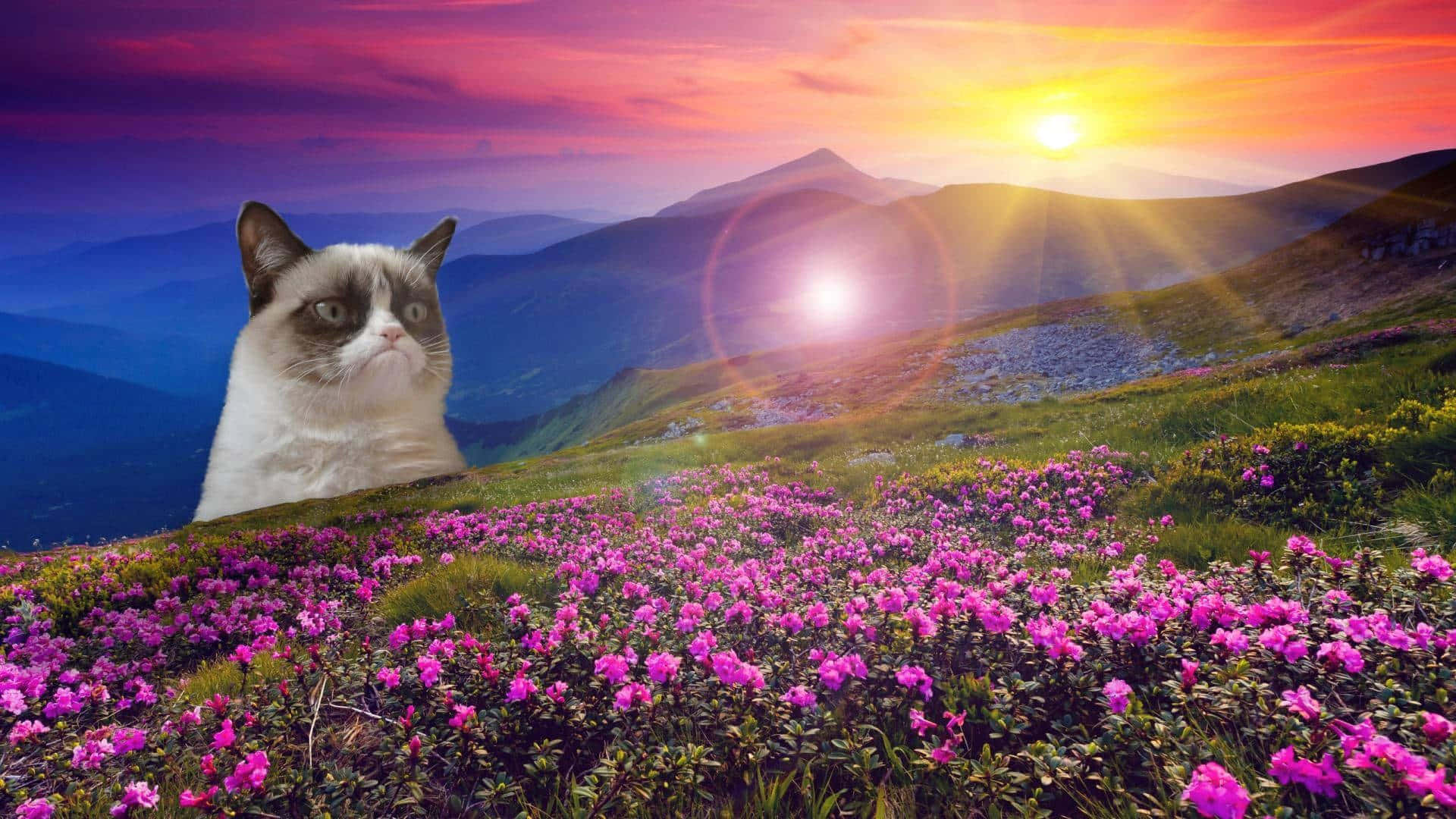 Grumpy Cat 桌布 壁紙 — 一隻脾氣暴躁的貓坐在日落時分的粉紅色花田上，背後有山脈和發光的太陽。