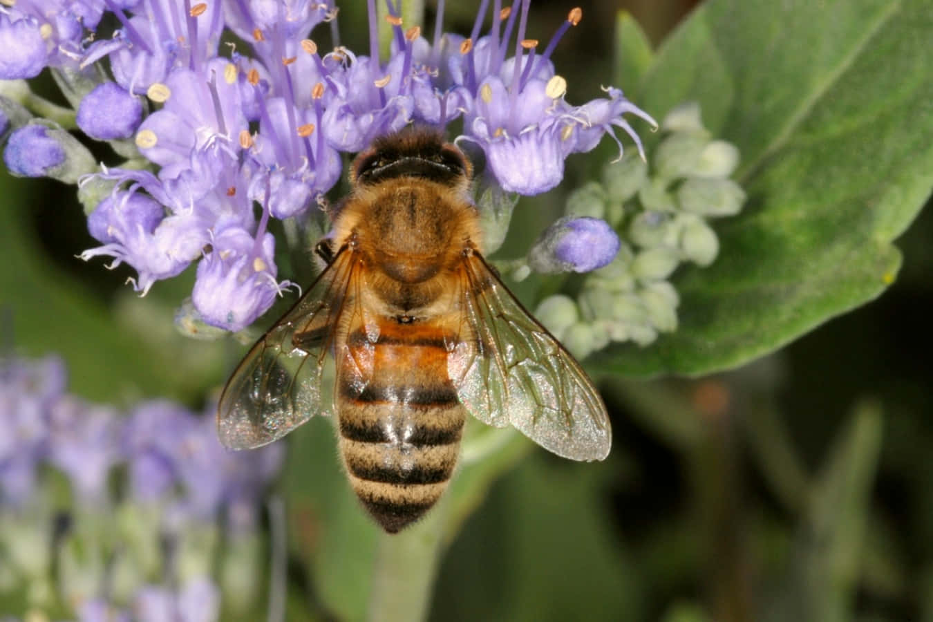 Honey Bee 桌布 壁紙 — 一隻腹部有條紋、翅膀半透明的蜜蜂，在柔焦中盤旋於帶有綠葉的鮮豔紫色花朵附近。