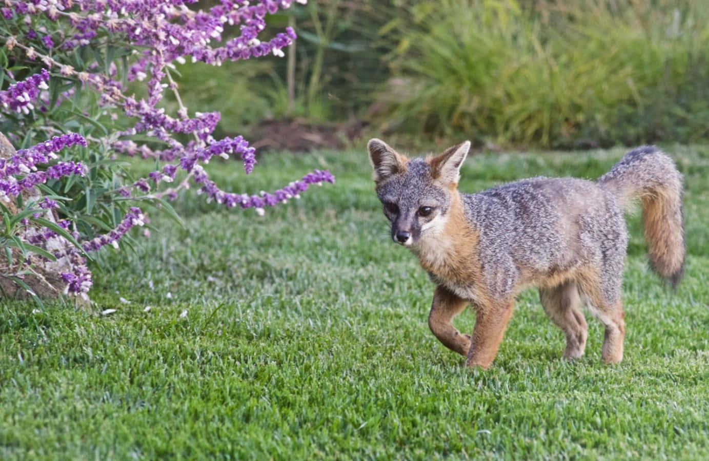 Gray Fox 桌布 壁紙 — 一隻腹部橙色的灰狐在鮮綠色草地上警覺地行走，旁邊是盛開的紫色花叢。