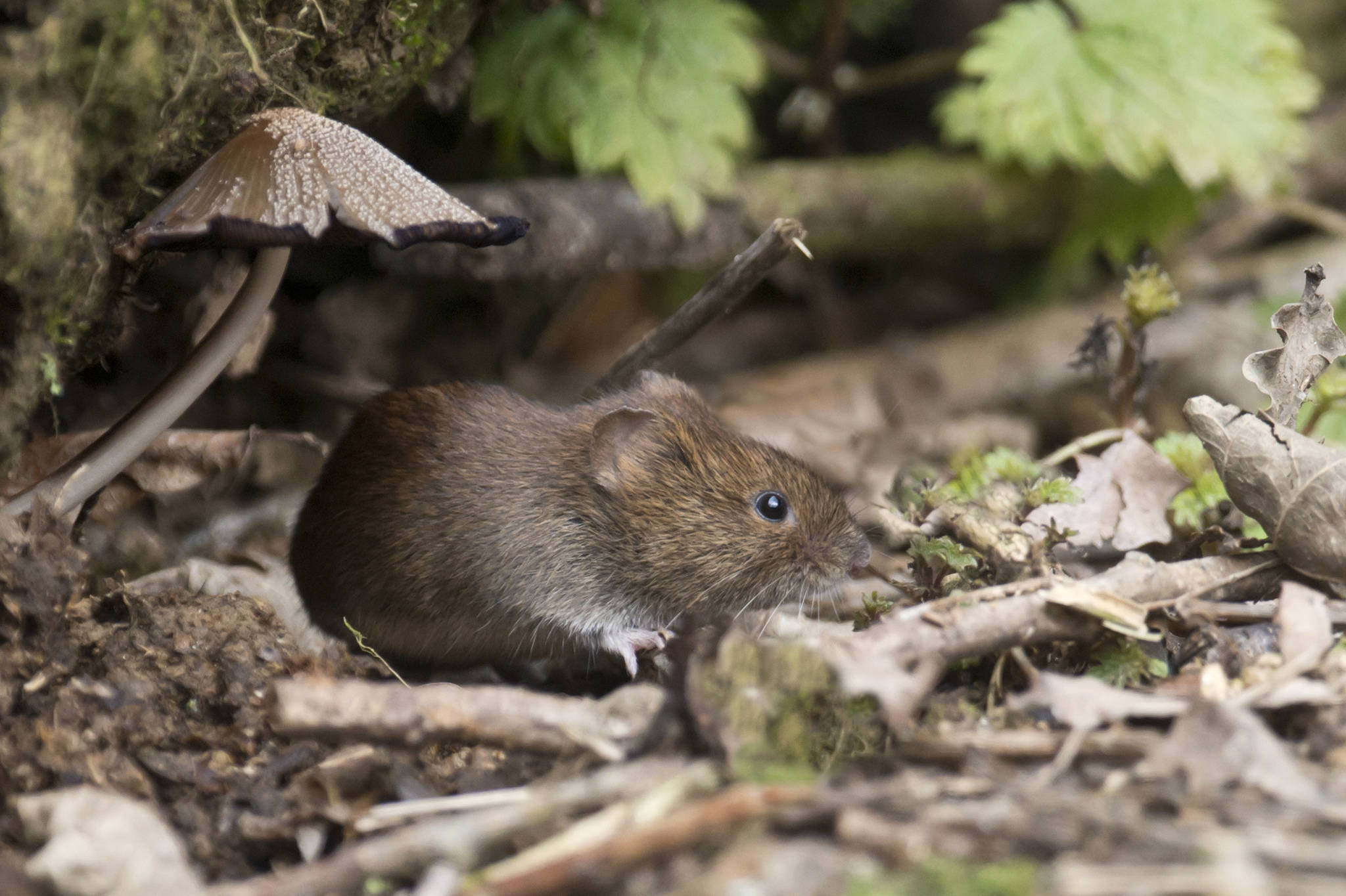 Mouse 桌布 壁紙 — 一隻腹部白色的小棕色田鼠從長滿苔蘚的森林地面碎屑和斑點蘑菇中好奇地探出頭來。