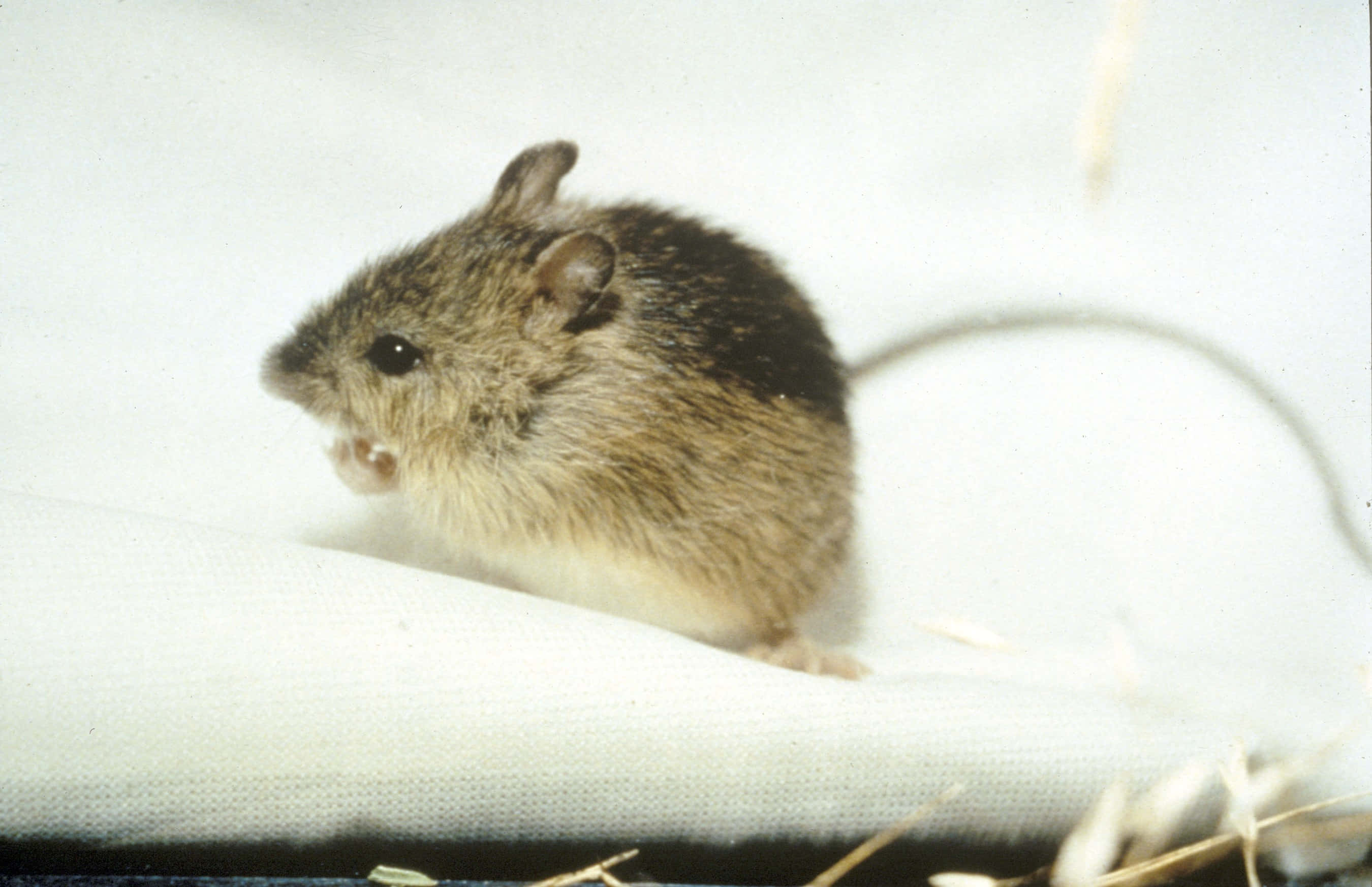 Mouse 桌布 壁紙 — 一隻腹部白色的小棕色老鼠警覺地坐在被乾草包圍的白色紋理表面上。
