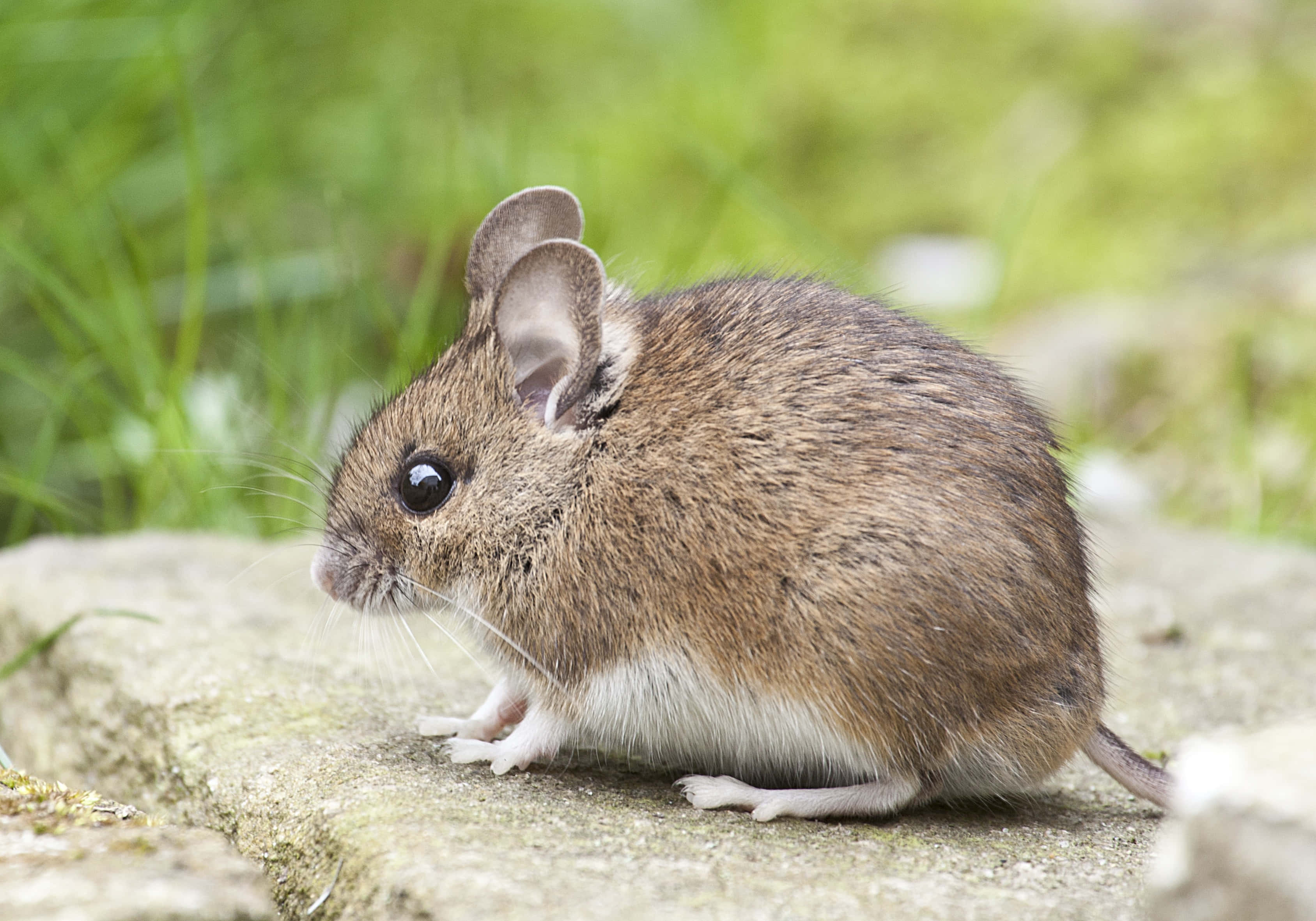 Mouse 桌布 壁紙 — 一隻腹部白色的小棕色老鼠警覺地棲息在長滿苔蘚的石頭上，周圍是模糊的綠草。